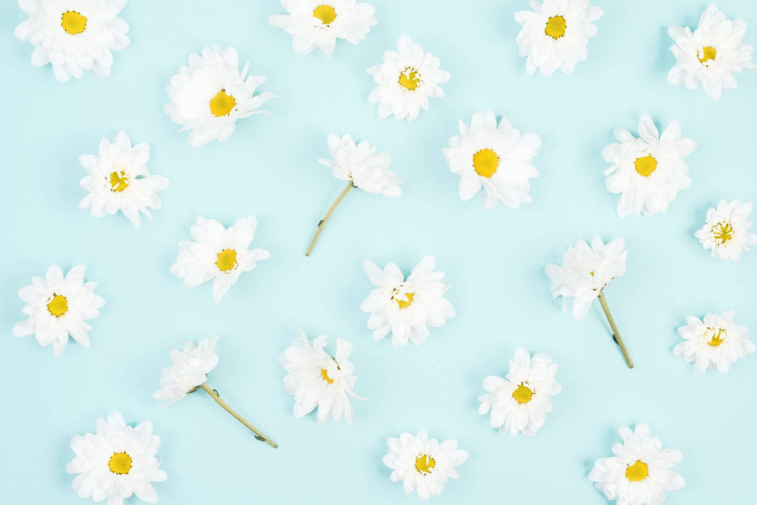 Free Daisy Aesthetic Wallpaper Downloads, Daisy Aesthetic Wallpaper for FREE