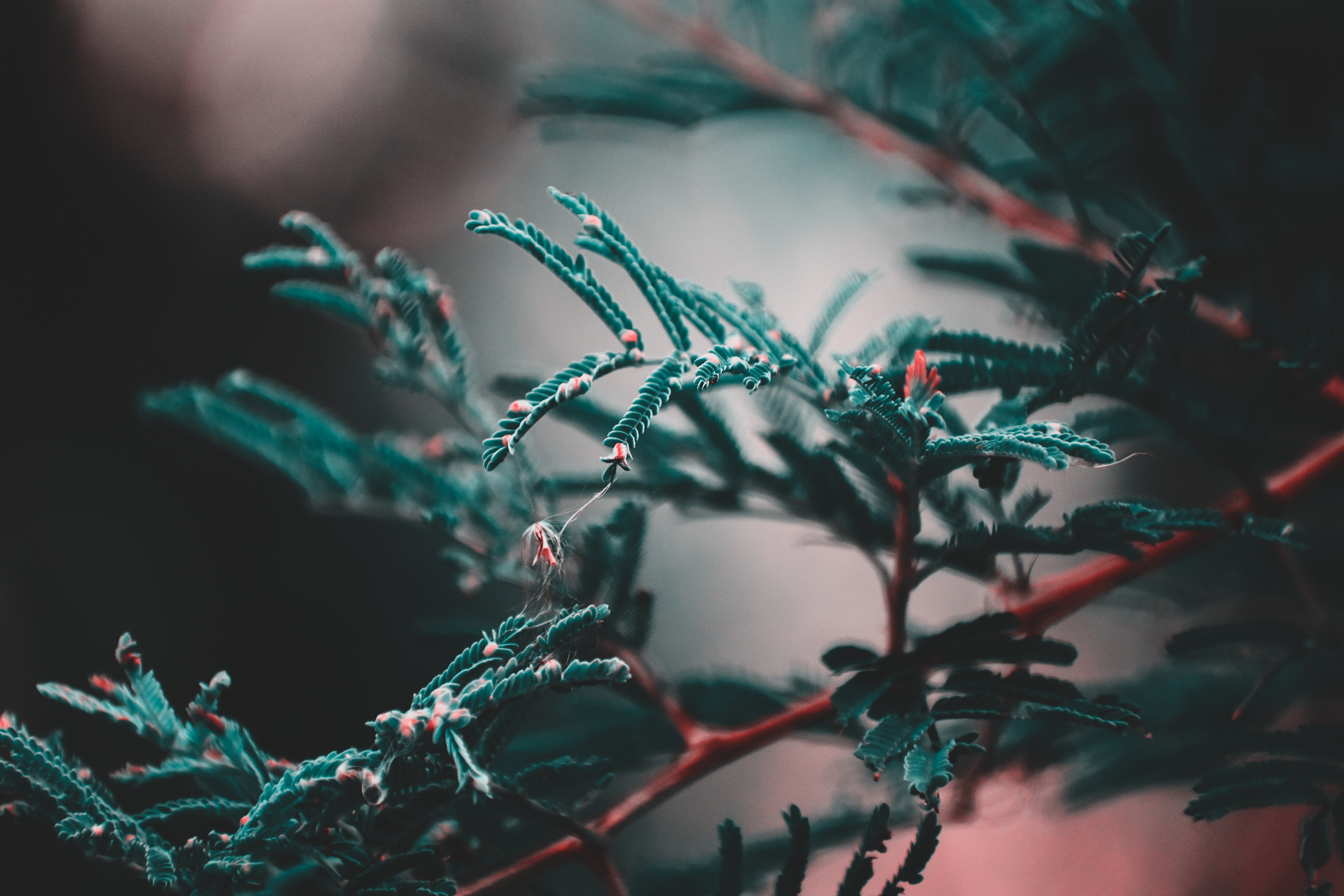 HD desktop wallpaper: Macro, Smooth, Branch, Blur, Plant, Leaves download free picture