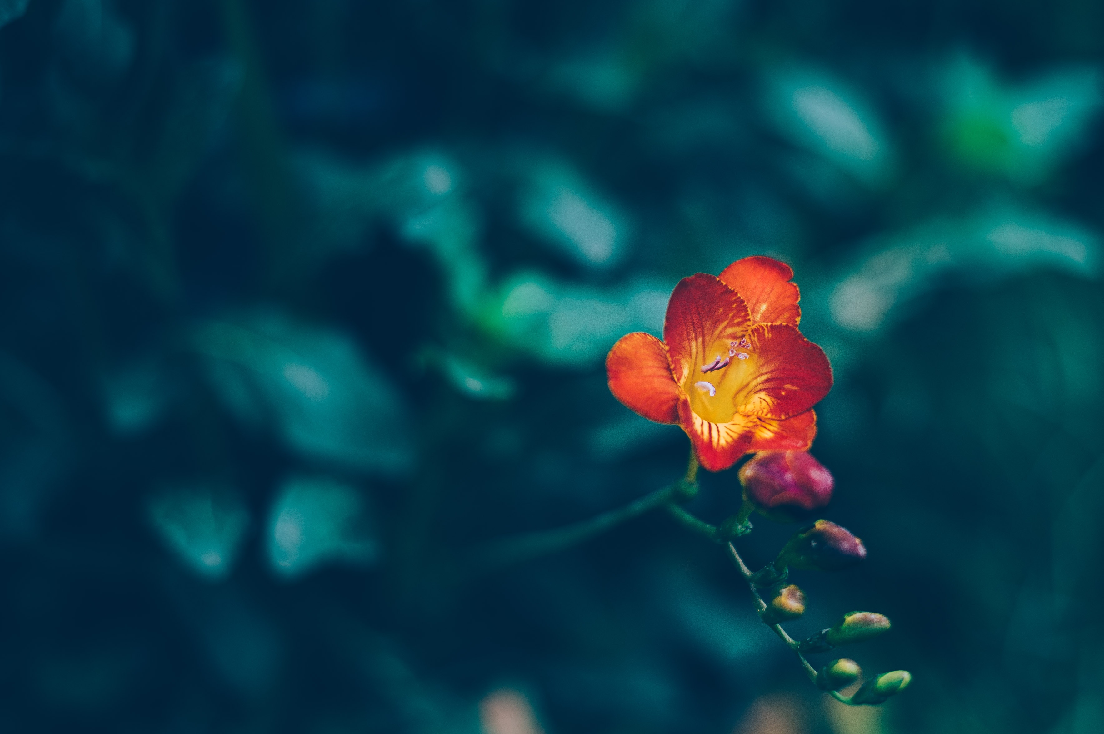 HD desktop wallpaper: Blur, Smooth, Flower, Flowers download free picture
