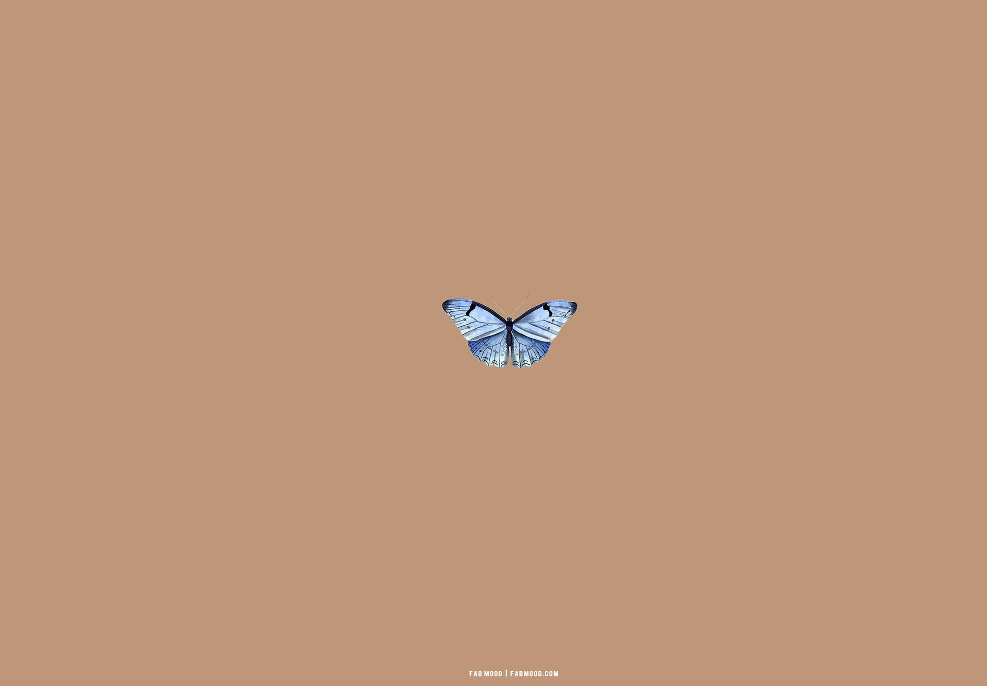 Download Beige Brown Aesthetic Blue Butterfly Wallpaper