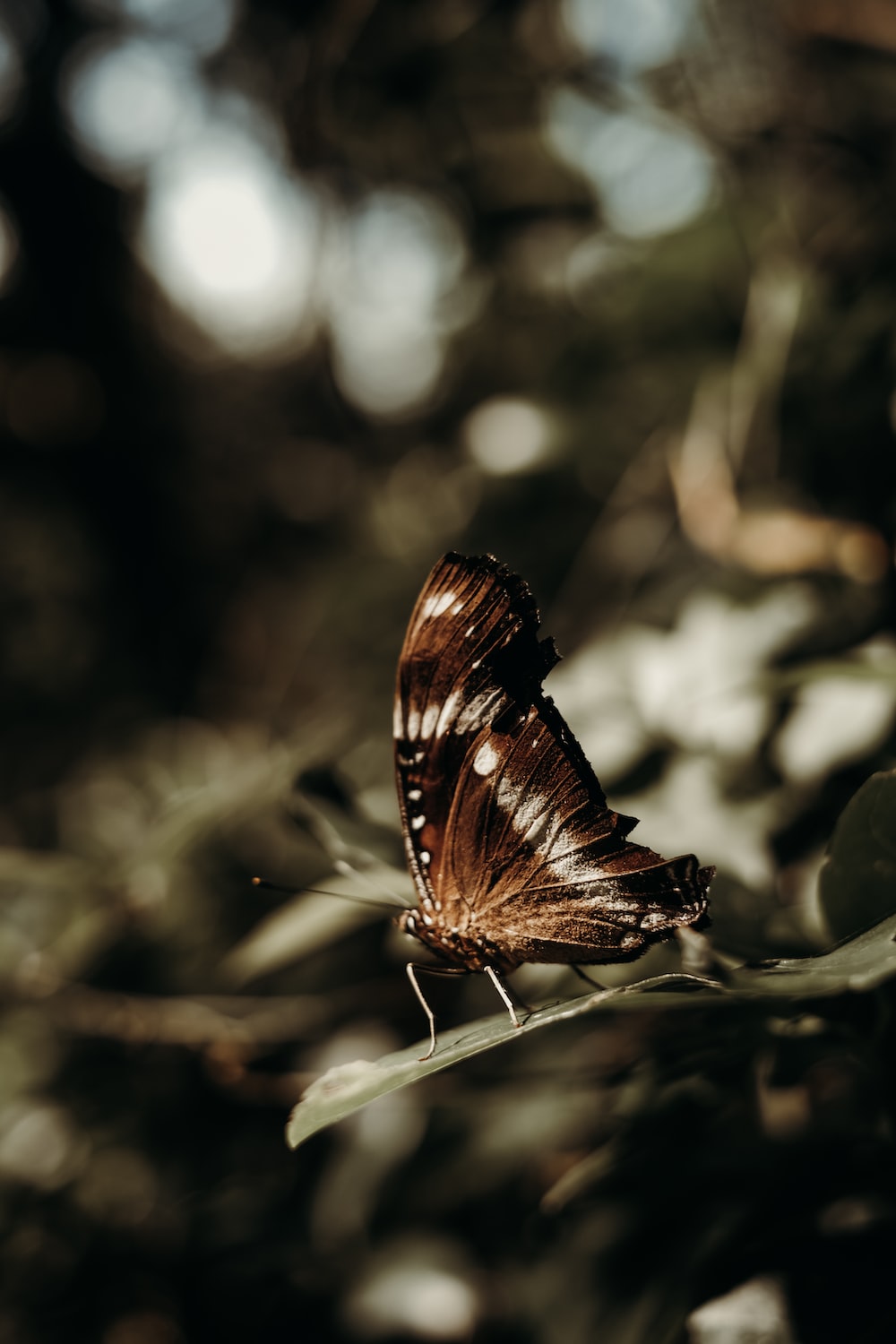 brown and black butterfly on white flower photo