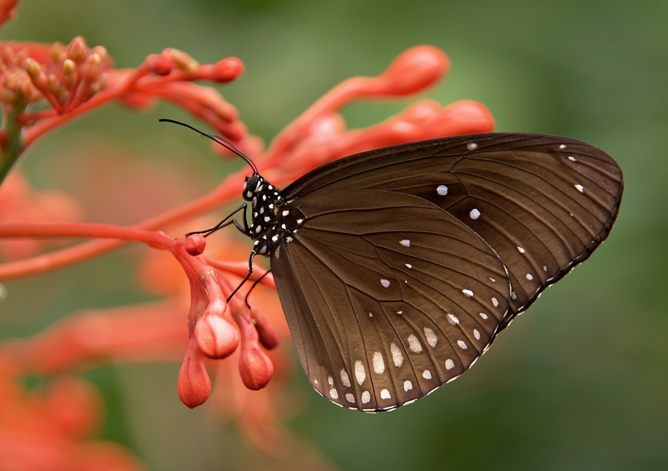 Butterfly Wallpaper Photo, Download Free Butterfly Wallpaper & HD Image