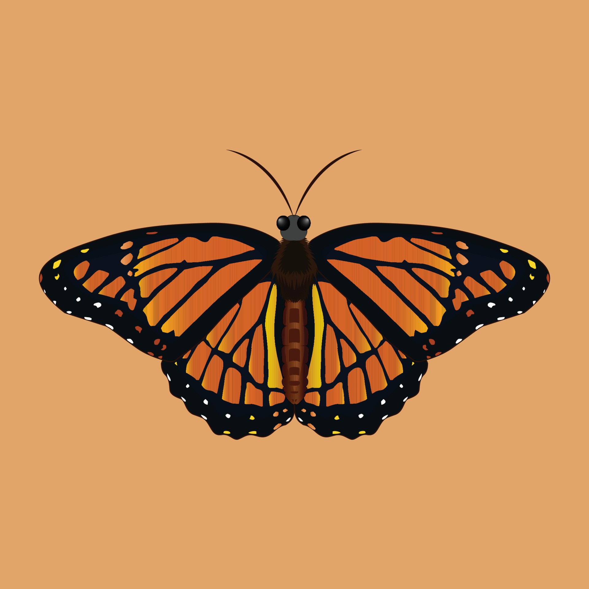 Butterfly with Colorful Design and Brown Background