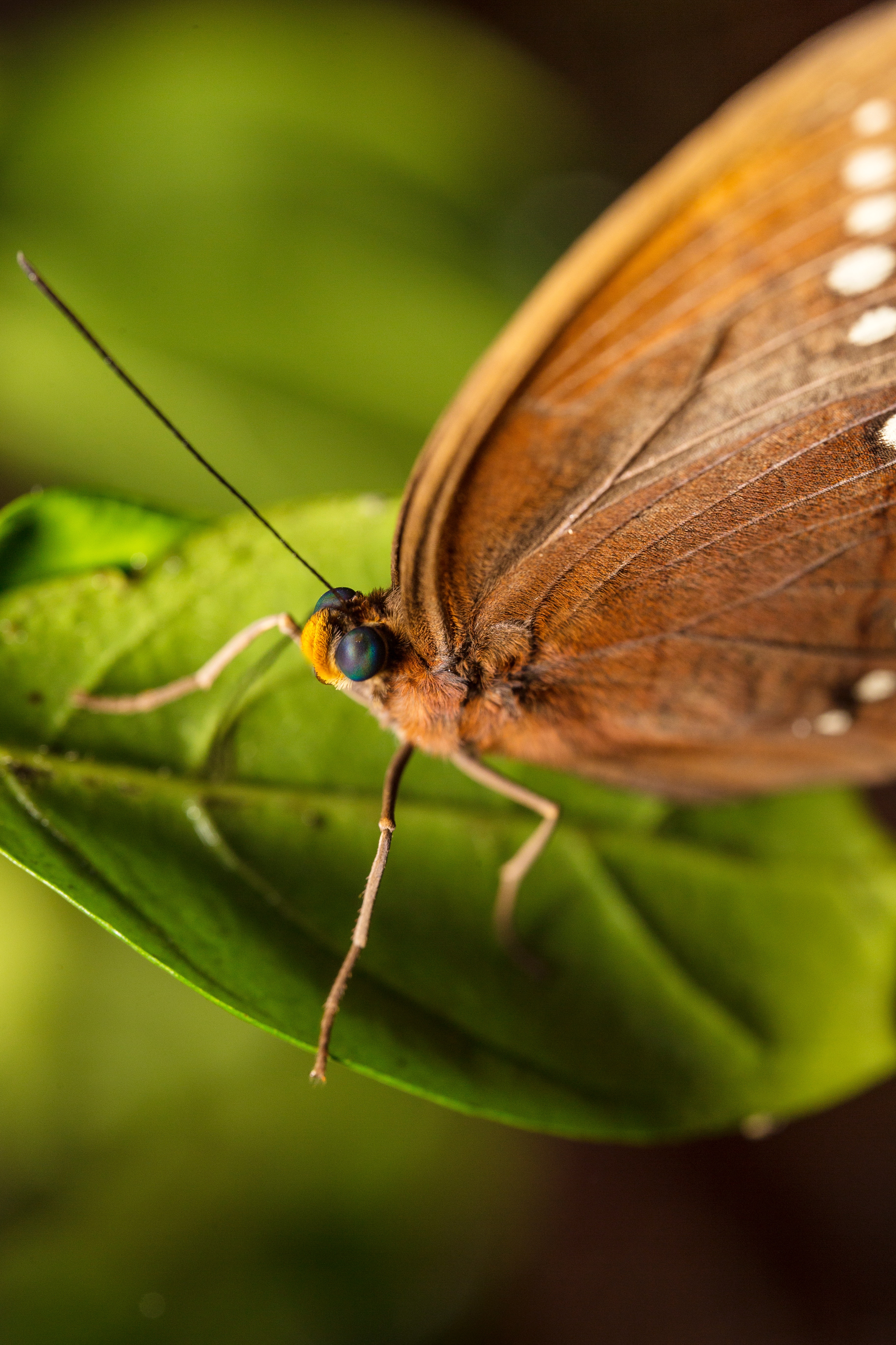 Brown Butterfly Photo, Download Free Brown Butterfly & HD Image