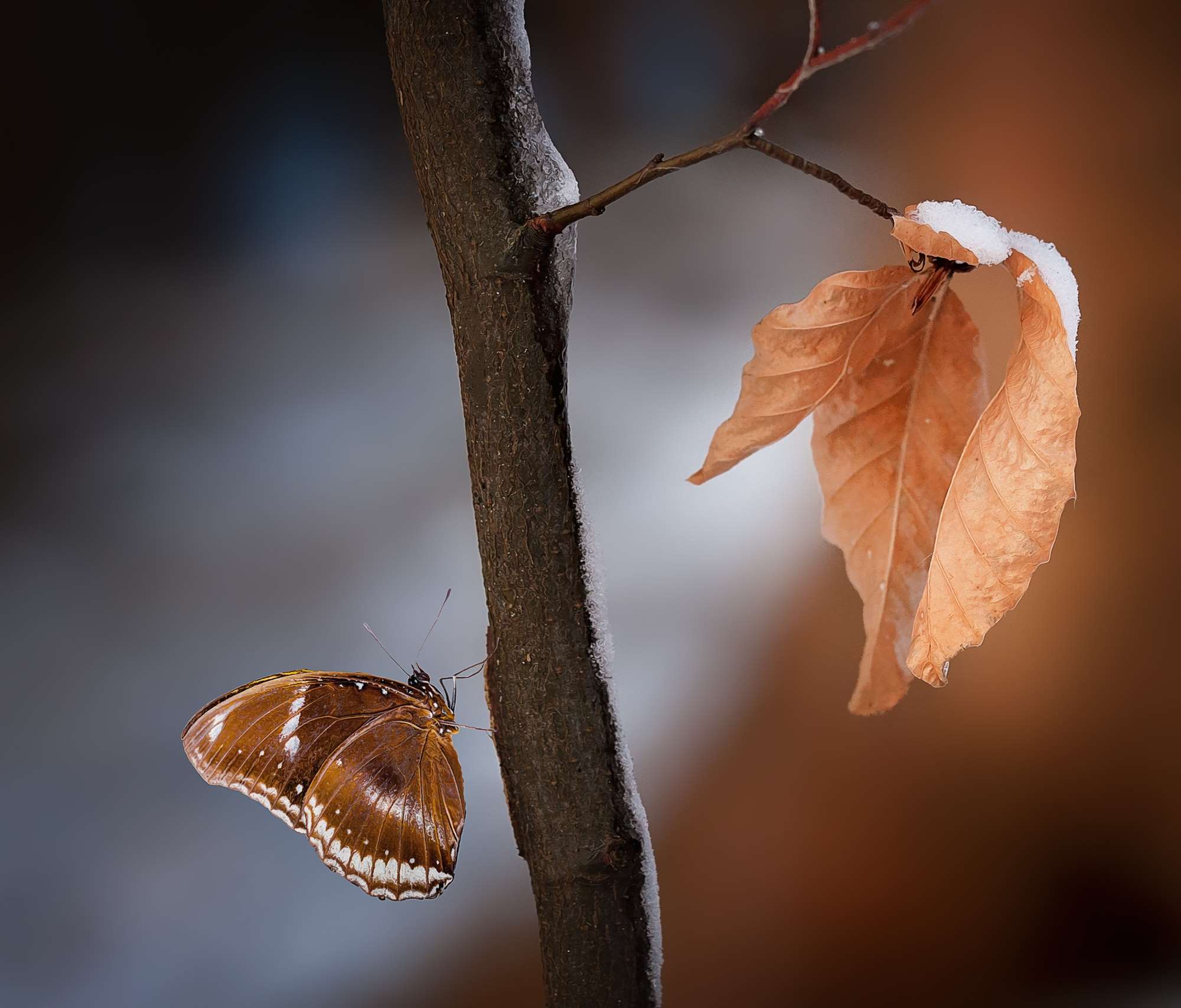 blur, brown, butterfly, close up, dry leaves, fall, focus, insect, invertebrate, leaves, macro, outdoors, snow, tree, wood Gallery HD Wallpaper