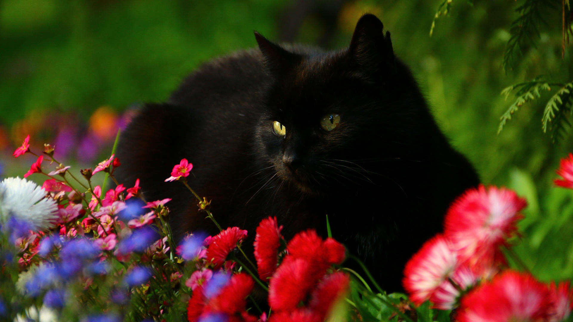 Black Cat Spring Wallpapers - Wallpaper Cave