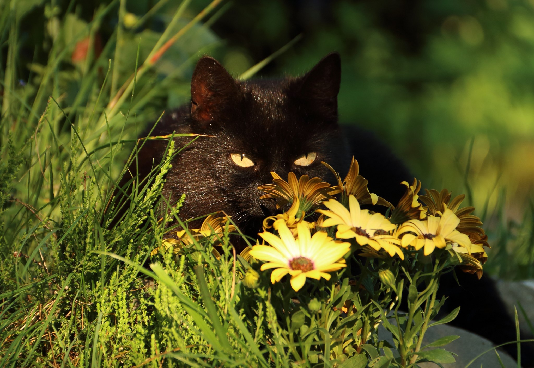 Black Cat Spring Wallpapers - Wallpaper Cave