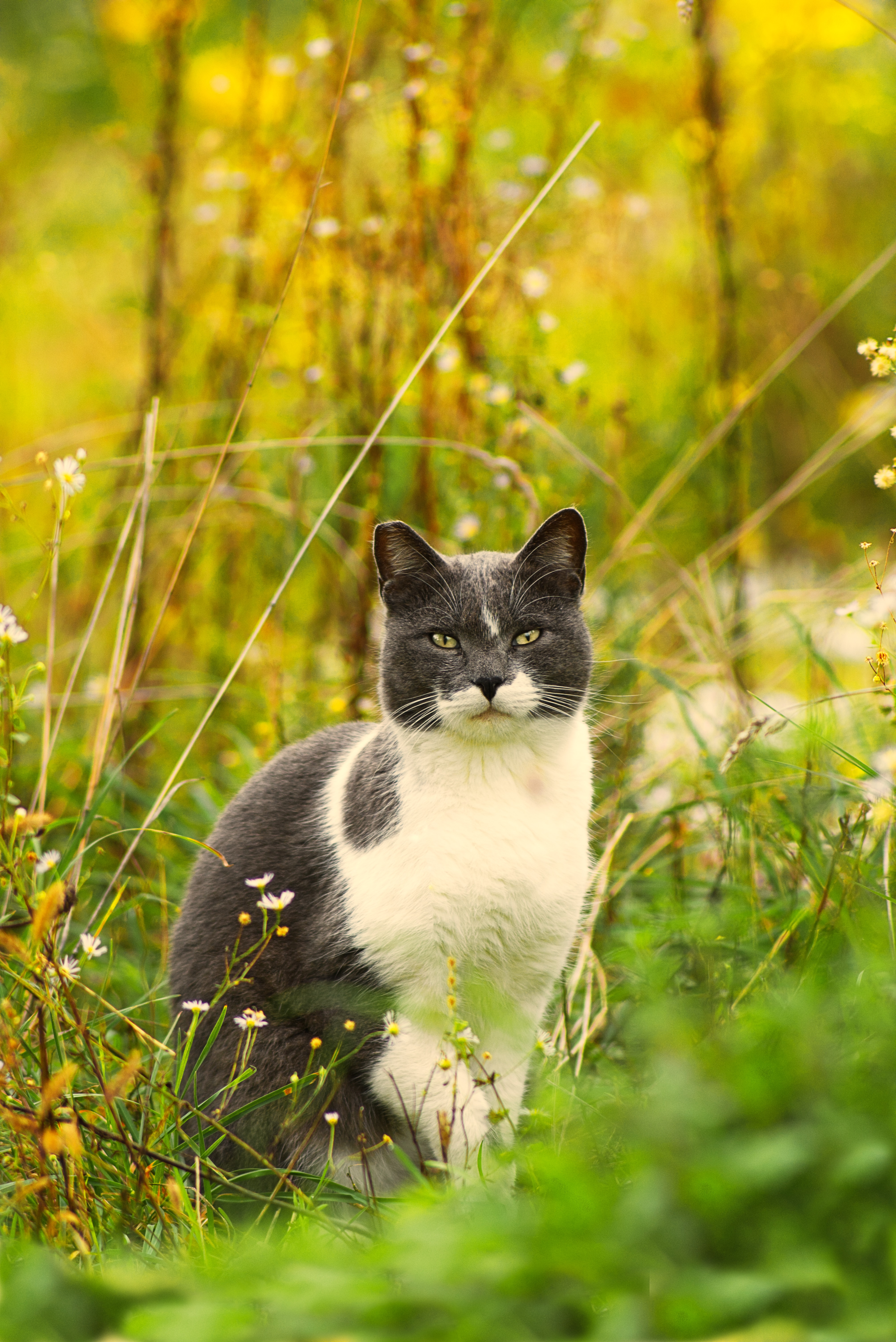 HD desktop wallpaper: Animals, Flowers, Grass, Pet, Cat download free picture