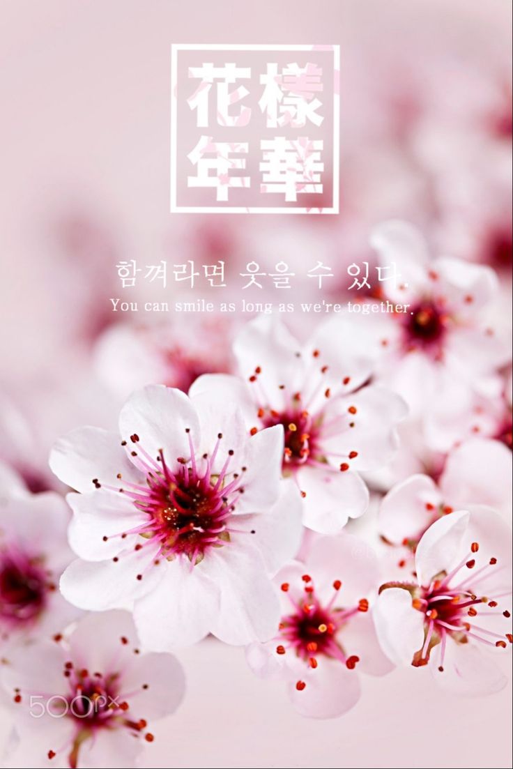 BTS 방탄소년단 Wallpaper 화 양 연 화 The most Beautiful Moments In Life. Bts wallpaper, Cherry blossom wallpaper, Beautiful moments