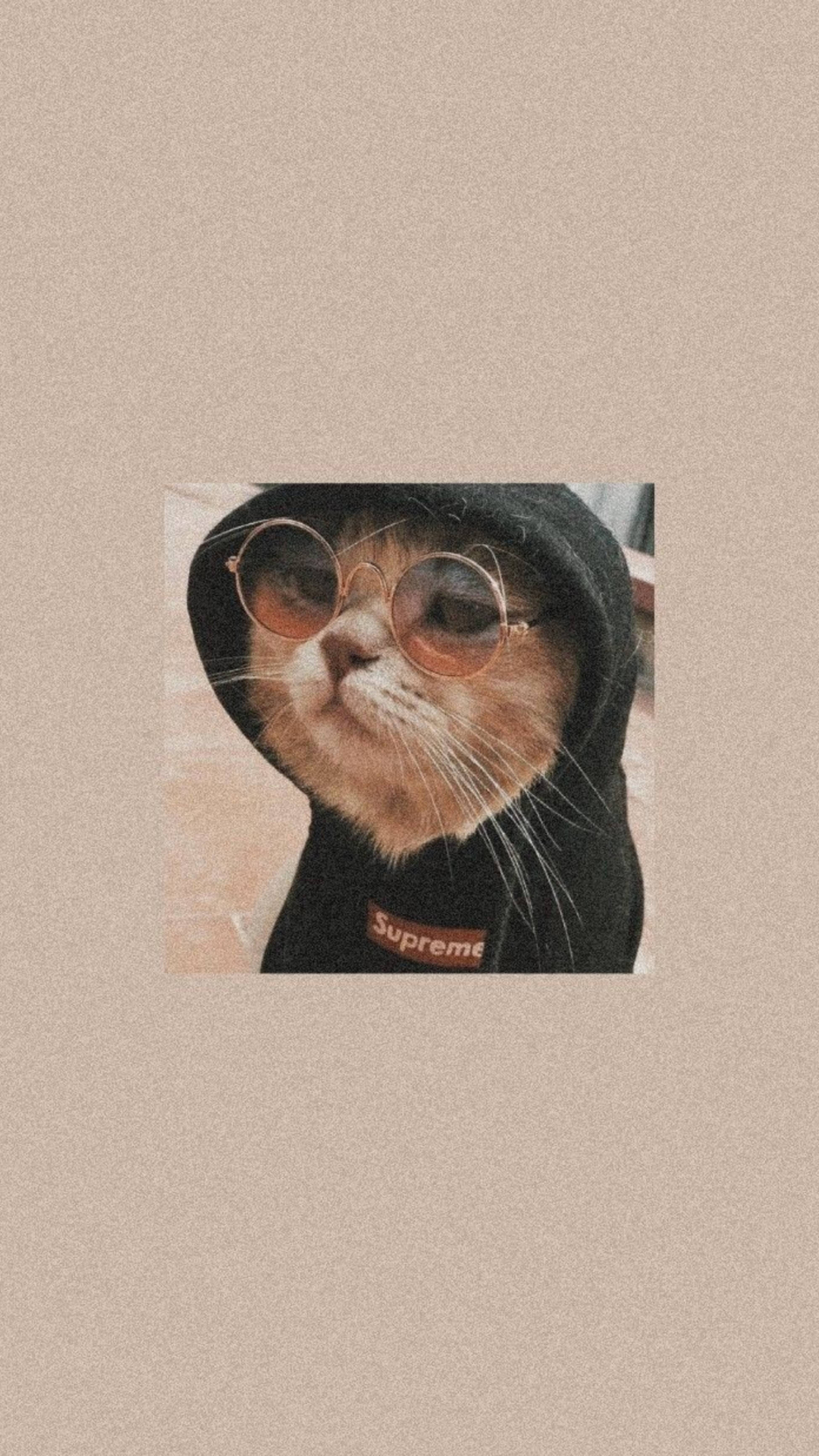 Cat With Hoodie Wallpapers - Wallpaper Cave