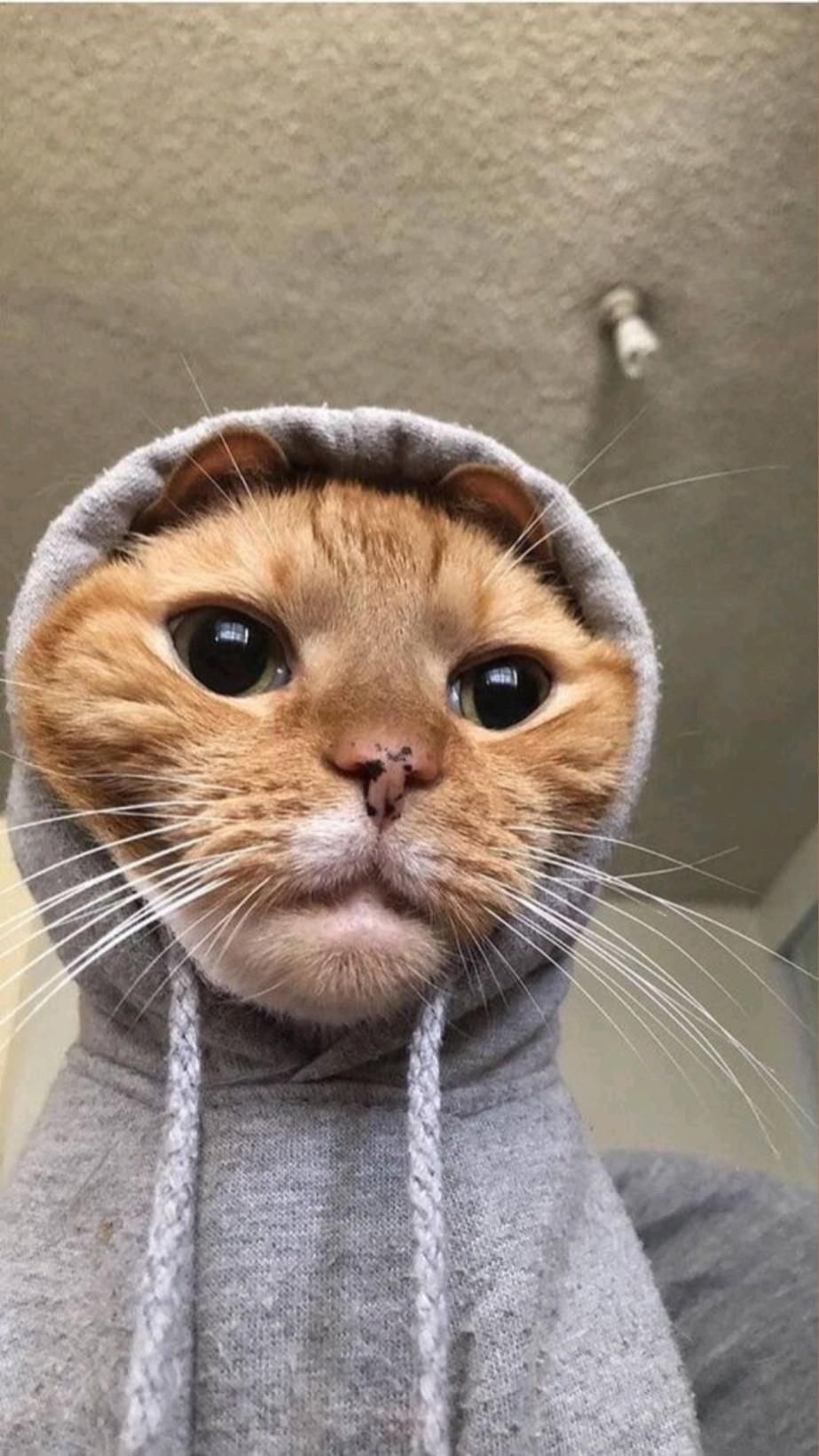 Cat With Hoodie Wallpapers - Wallpaper Cave