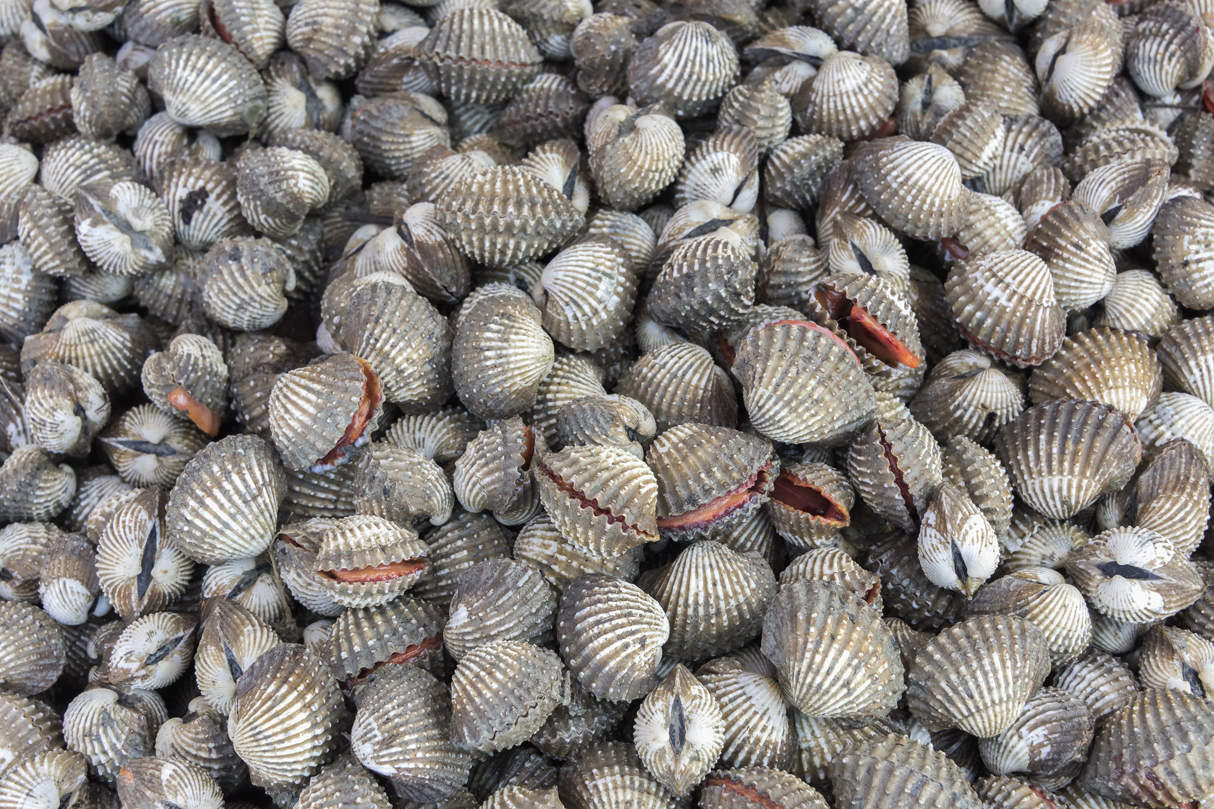 Wallpaper, bivalves, ark, clams, blood, fish, market, for, sale, aquaculture, intertidalzone, food, safety, bright, orange, flesh, sundakelapa, pasarikan, Jakarta, Indonesia, tegillarcagranosa, hemoglobin 2400x1600