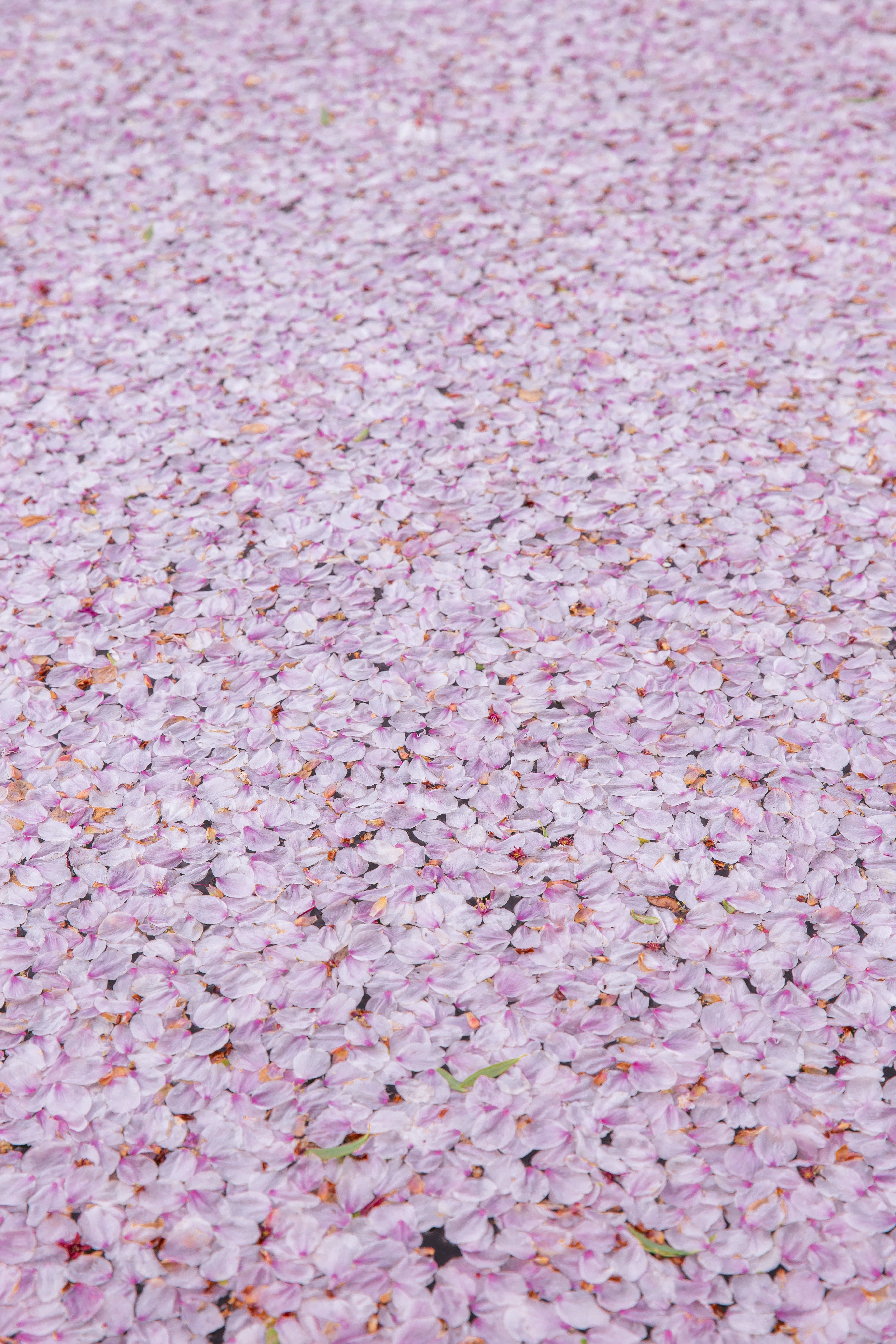 Japan Flower Photo, Download Free Japan Flower & HD Image