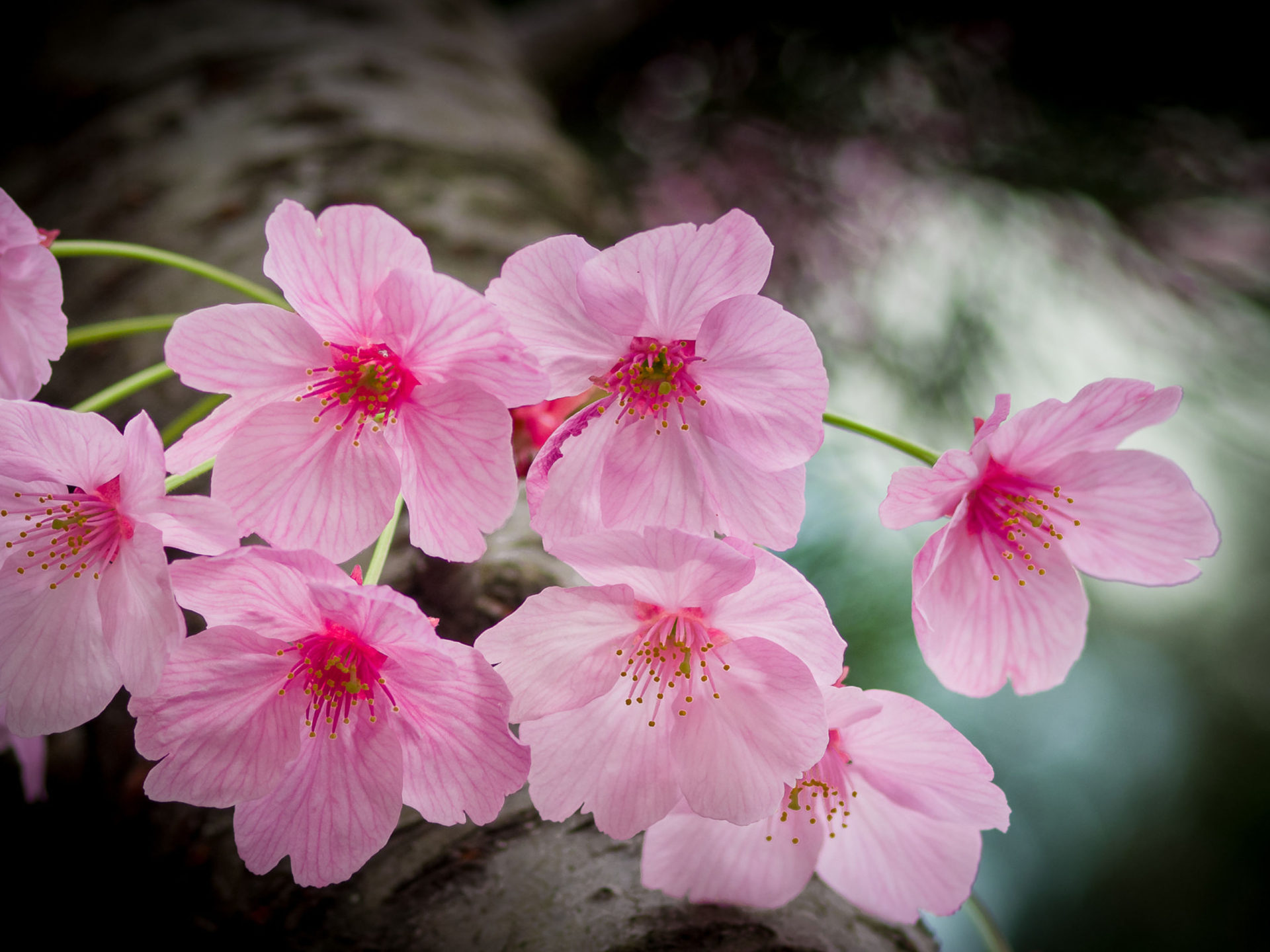 Japanese Spring Flowers Pink Striped Blossoms In A Park Osaka Japan Desktop HD Wallpaper For Pc Tablet And Mobile 3840x2400, Wallpaper13.com