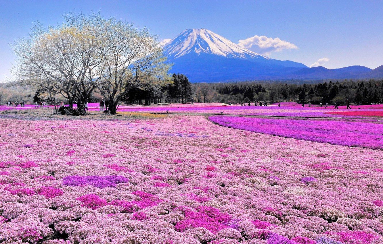 Wallpaper field, flowers, tree, mountain, Japan, Fuji image for desktop, section пейзажи