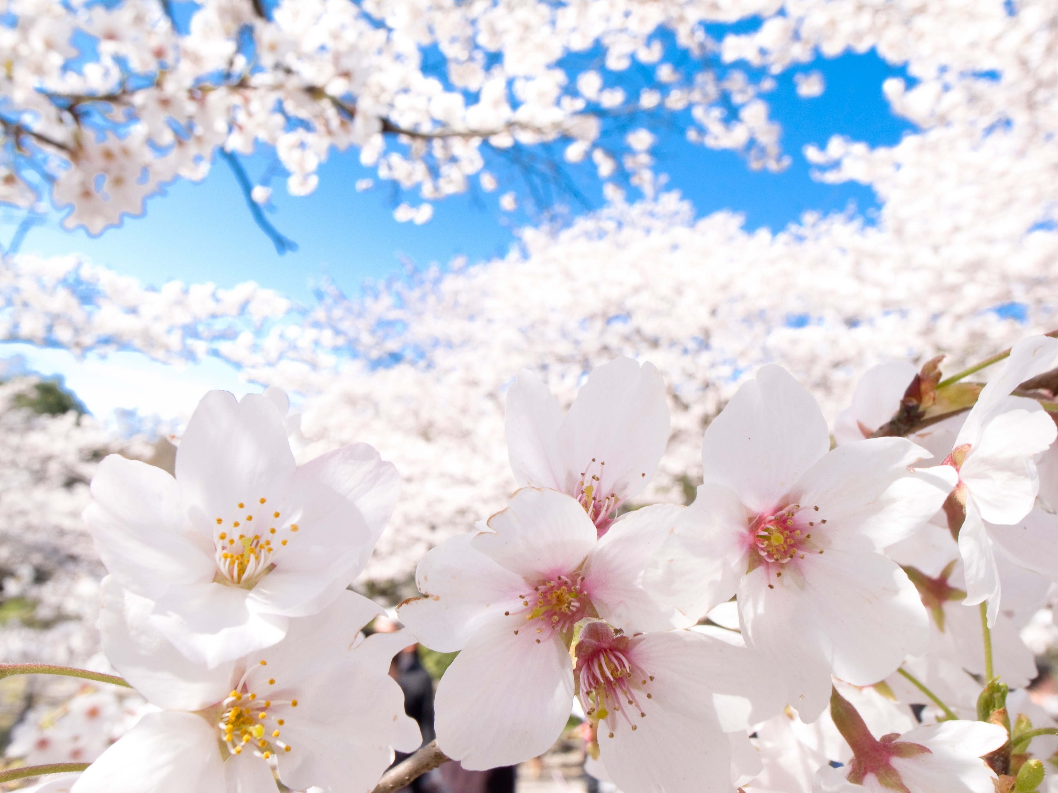 cherry Blossom, Japan, Clear Sky, Flowers, Nature Wallpaper HD / Desktop and Mobile Background