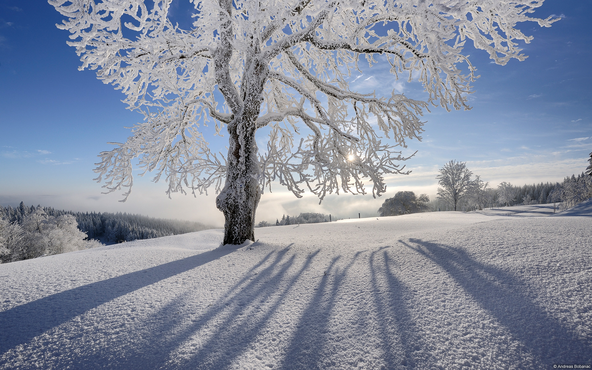 Beautiful Winter Wonderland Wallpaper