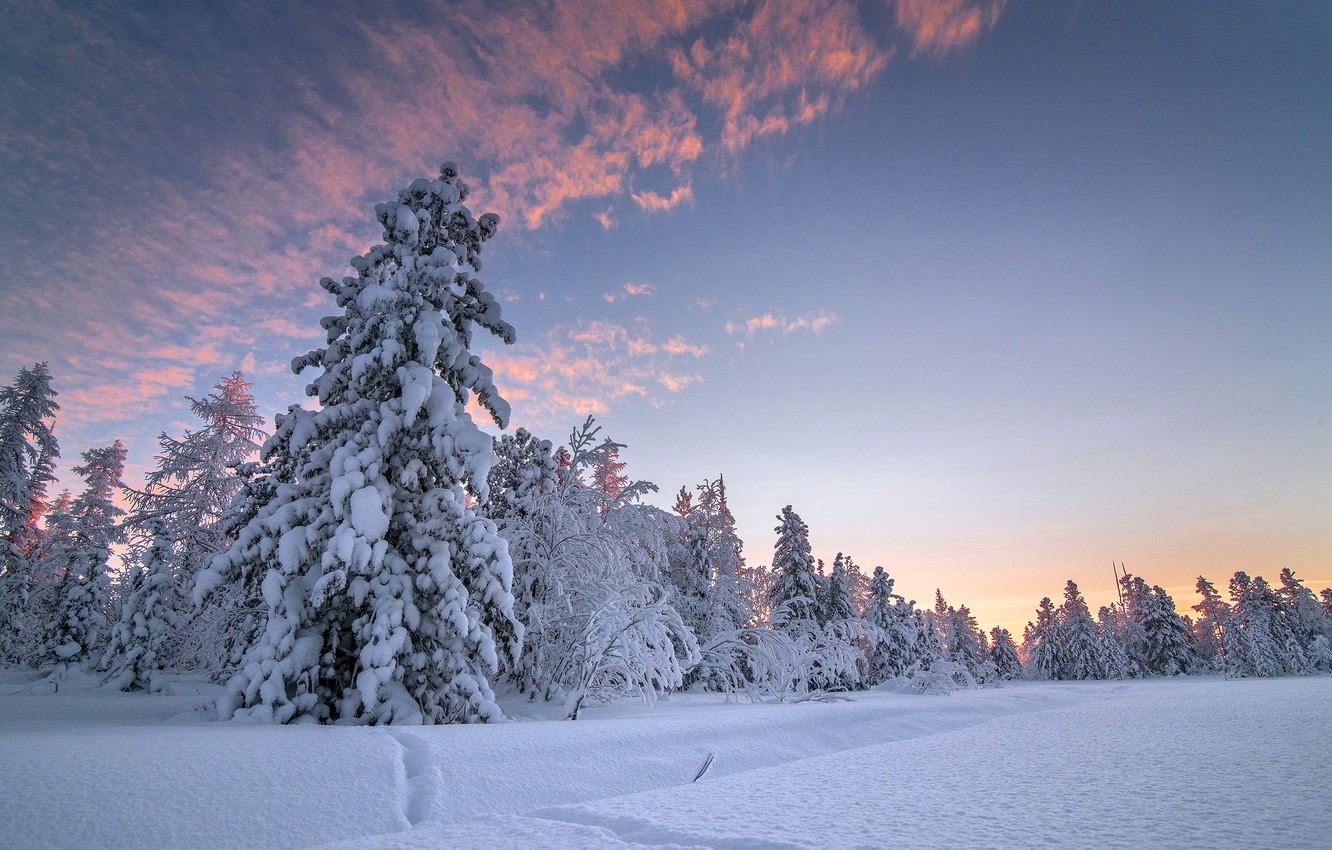Wallpaper The sky, Nature, Winter, Snow, Spruce image for desktop, section природа