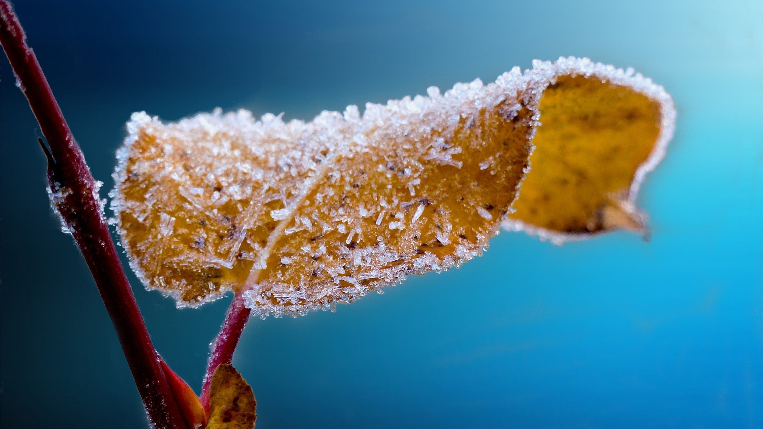 HD nature winter wallpaper background 2560x1440