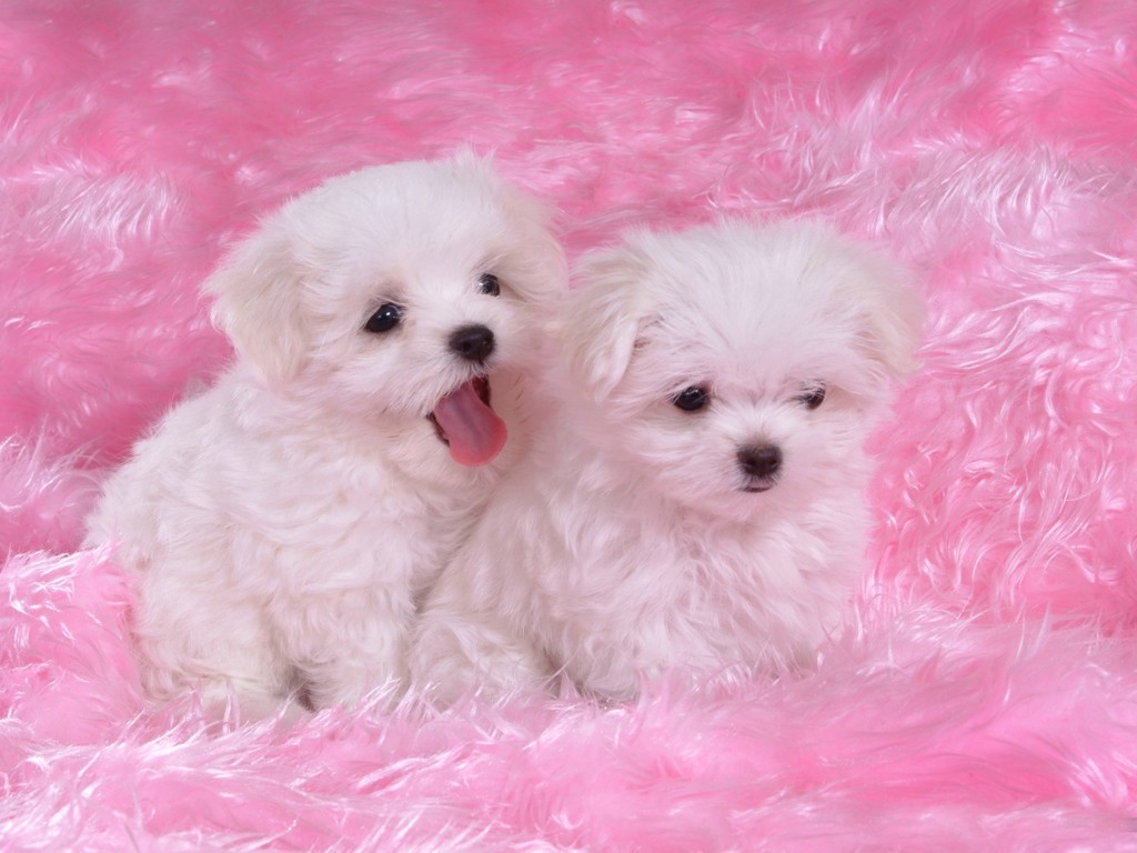 Really Cute Background