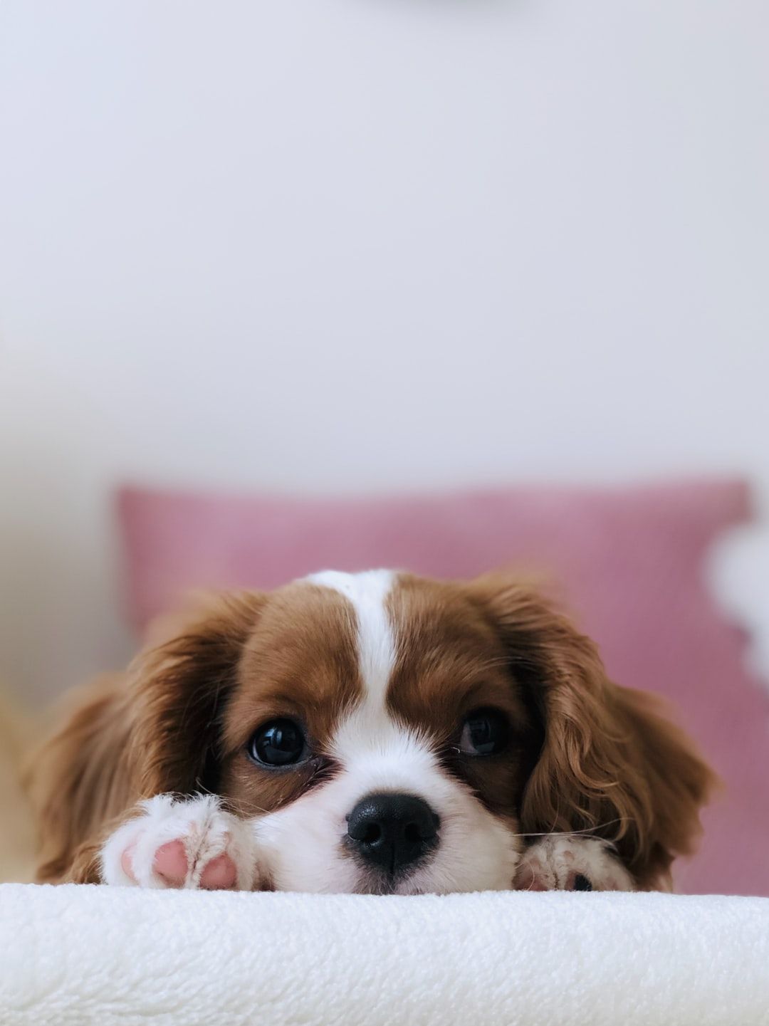 Cute Puppy Phone Wallpaper