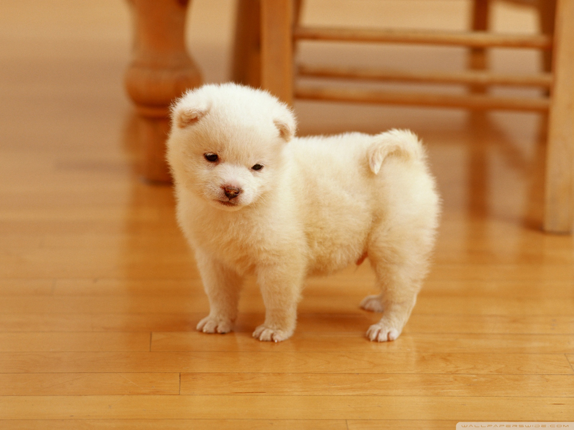 Cute Puppy Ultra HD Desktop Background Wallpaper for 4K UHD TV, Multi Display, Dual Monitor, Tablet