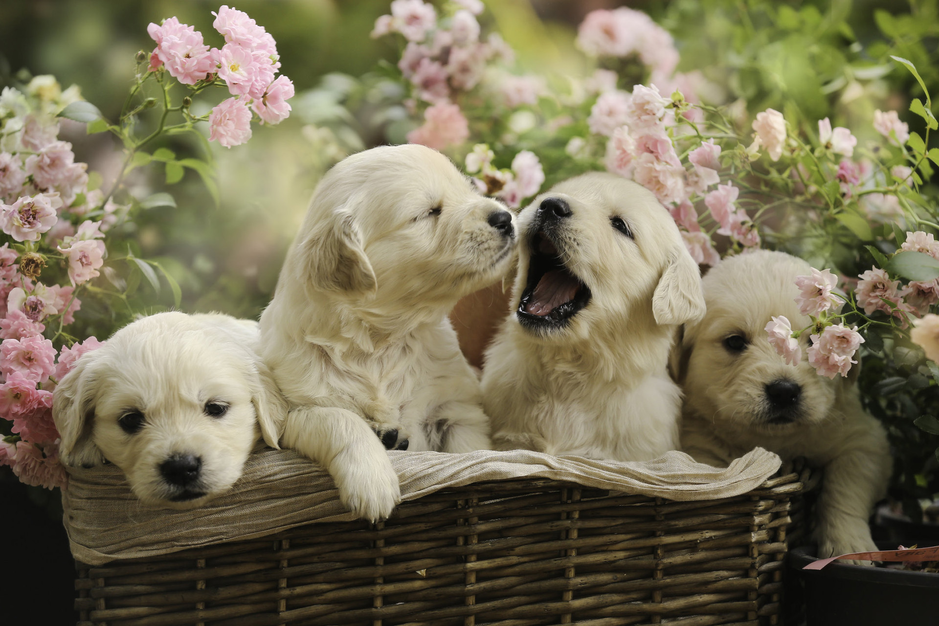 Cute Puppies Wallpaper