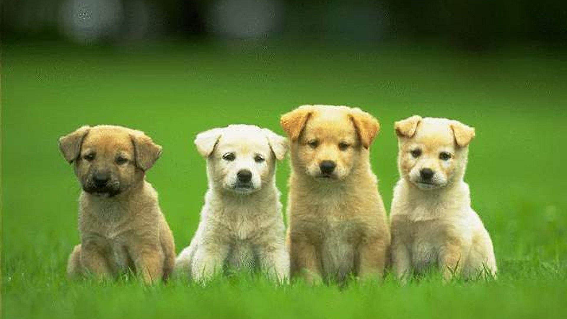 Cute Puppy Desktop Wallpaper
