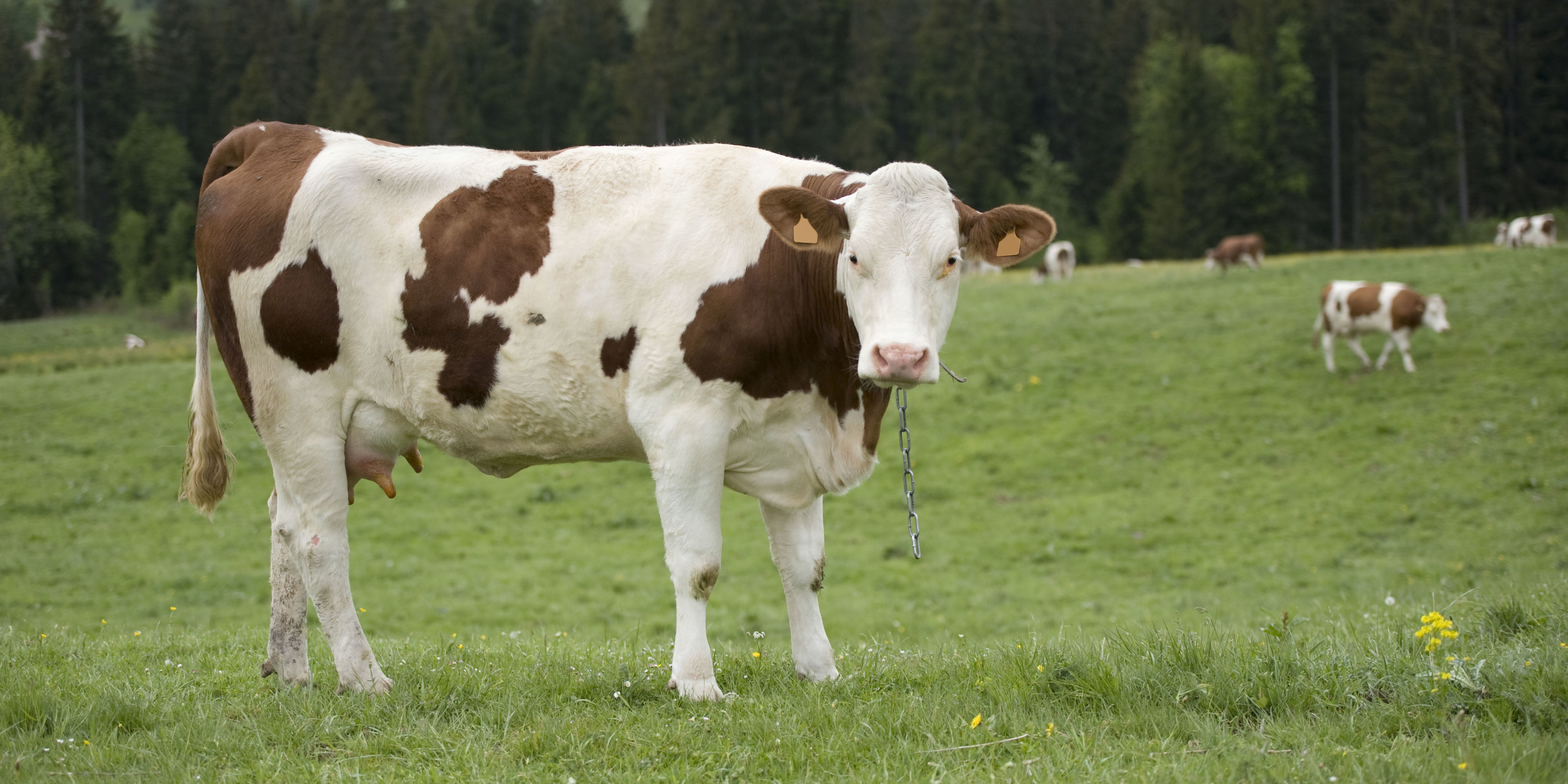 A Depressing Number of Americans Believe Brown Cows Produce Chocolate Milk
