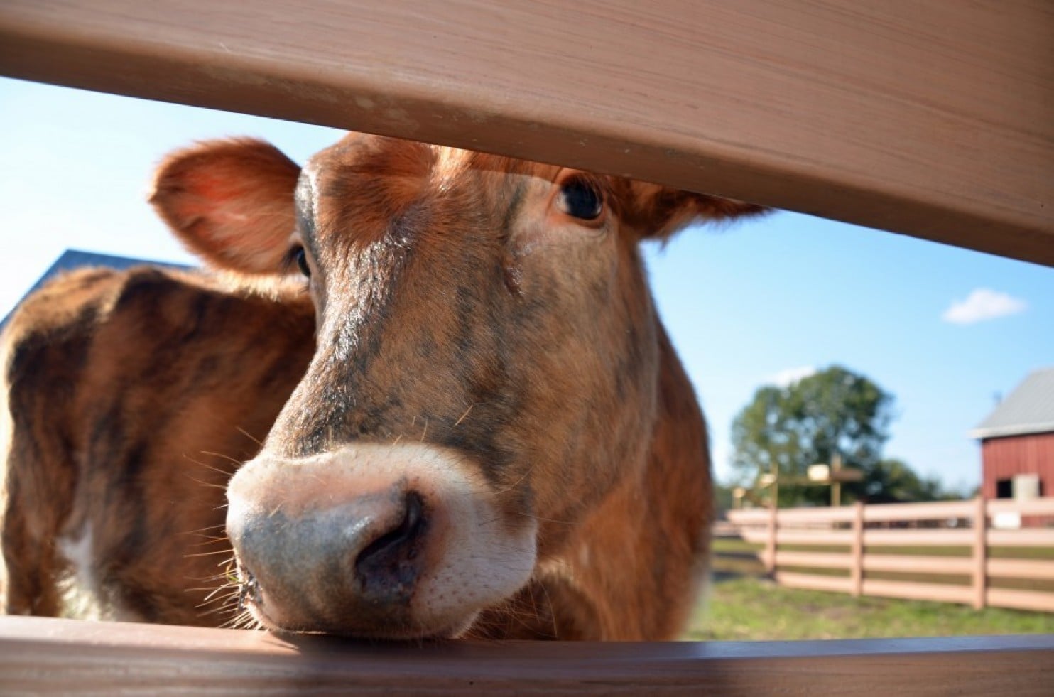 The surprising number of American adults who think chocolate milk comes from brown cows Washington Post
