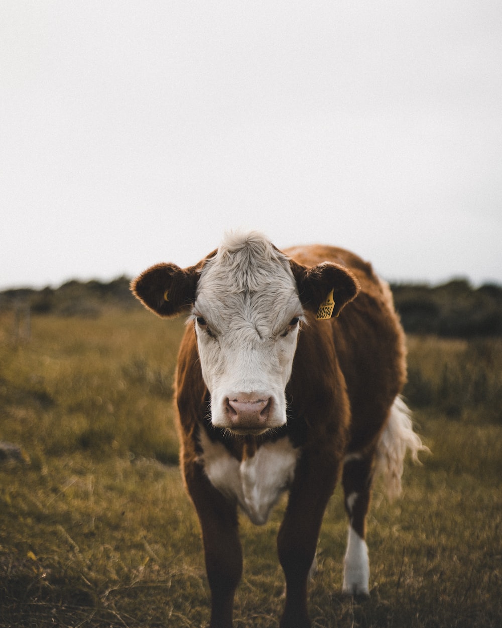 Brown Cow Picture. Download Free Image
