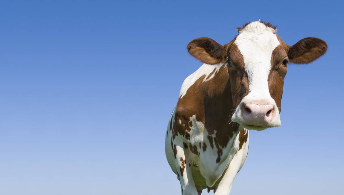 The surprising number of American adults who think chocolate milk comes from brown cows. St George & Sutherland Shire Leader. St George, NSW