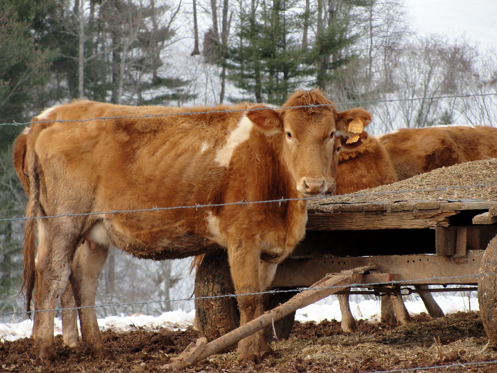 Chocolate Cow Wallpapers - Wallpaper Cave