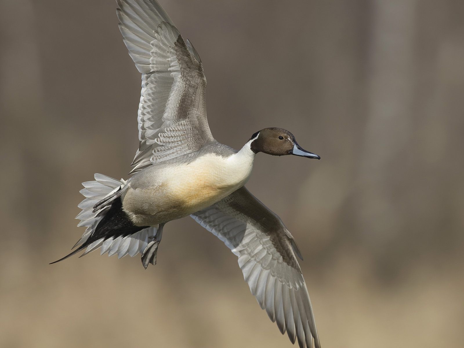 Pintail Drake Wallpaper Birds Animals (44 Wallpaper)