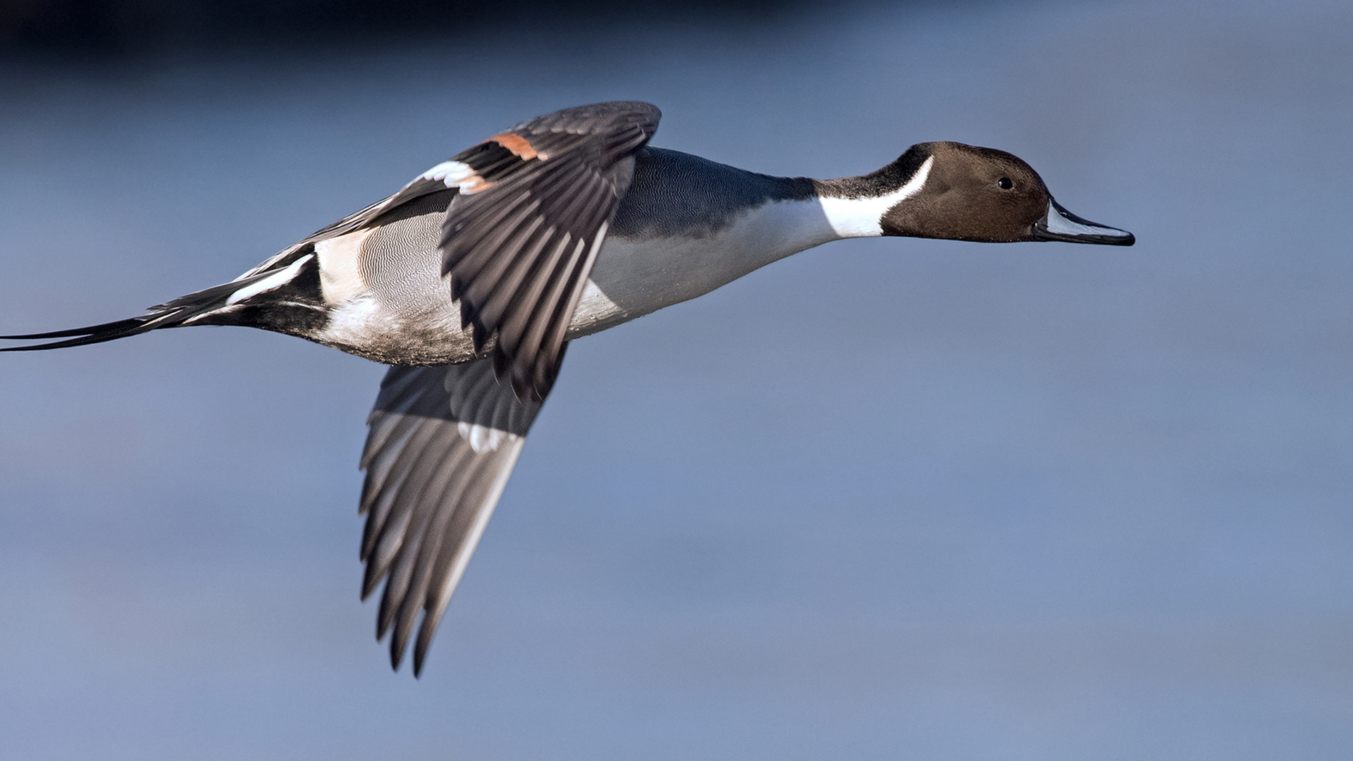Northern Pintail HD Wallpaper and Background