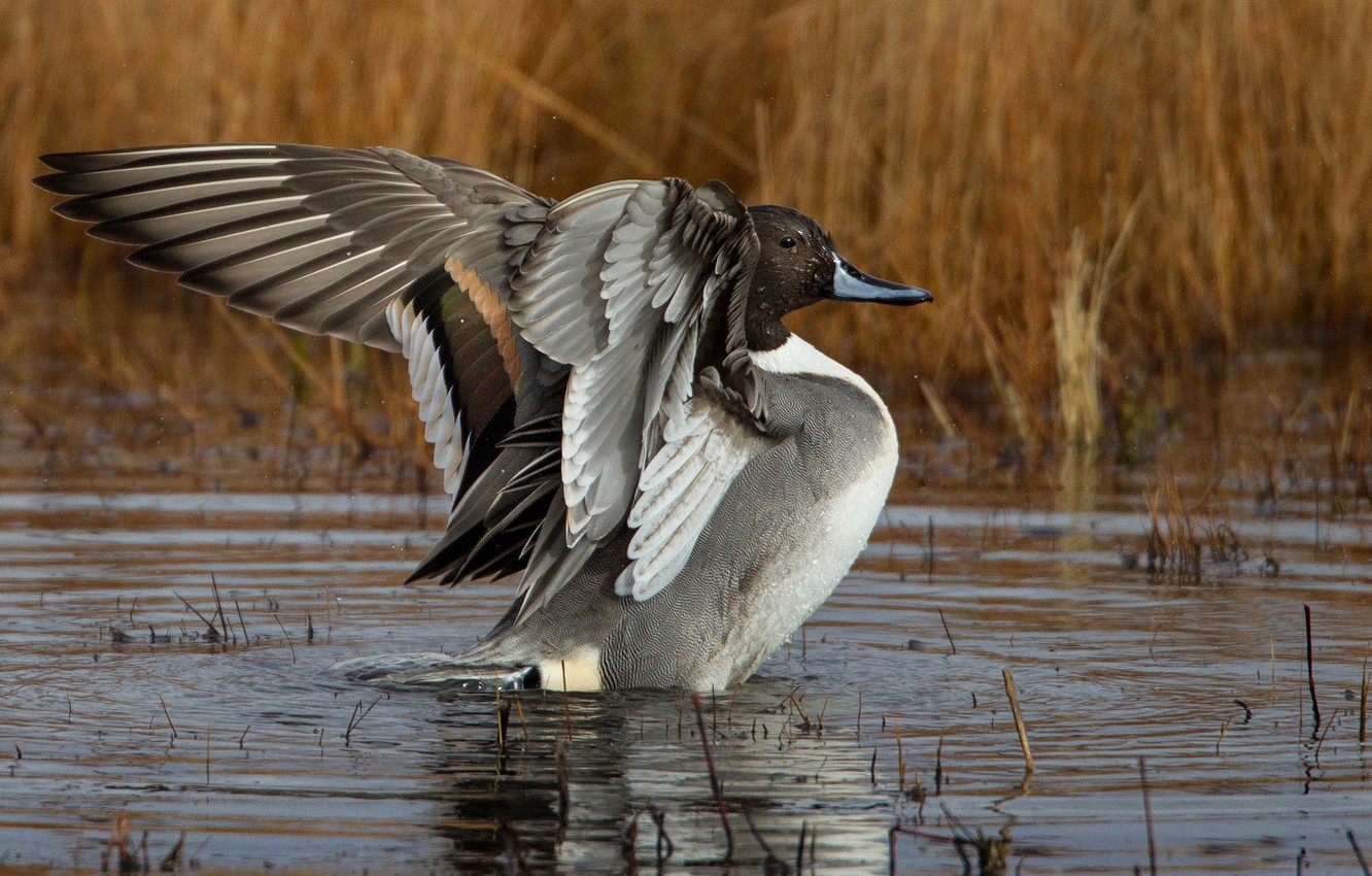 Wallpaper wings, duck, pond, Pintail image for desktop, section животные