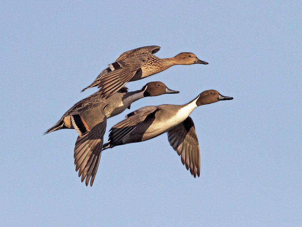 Pintail acuta. To see a wider range of image. Pleas