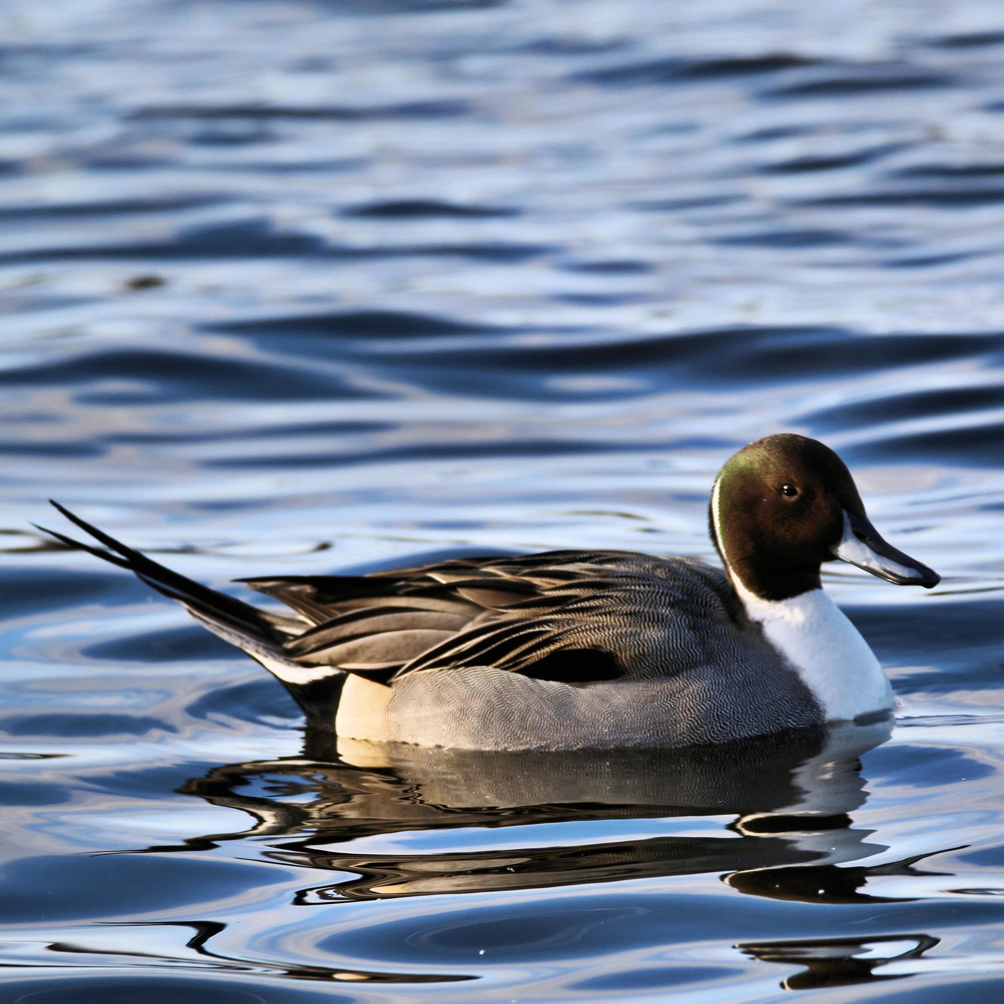 Pintail Duck Wallpapers Wallpaper Cave Wp11979504