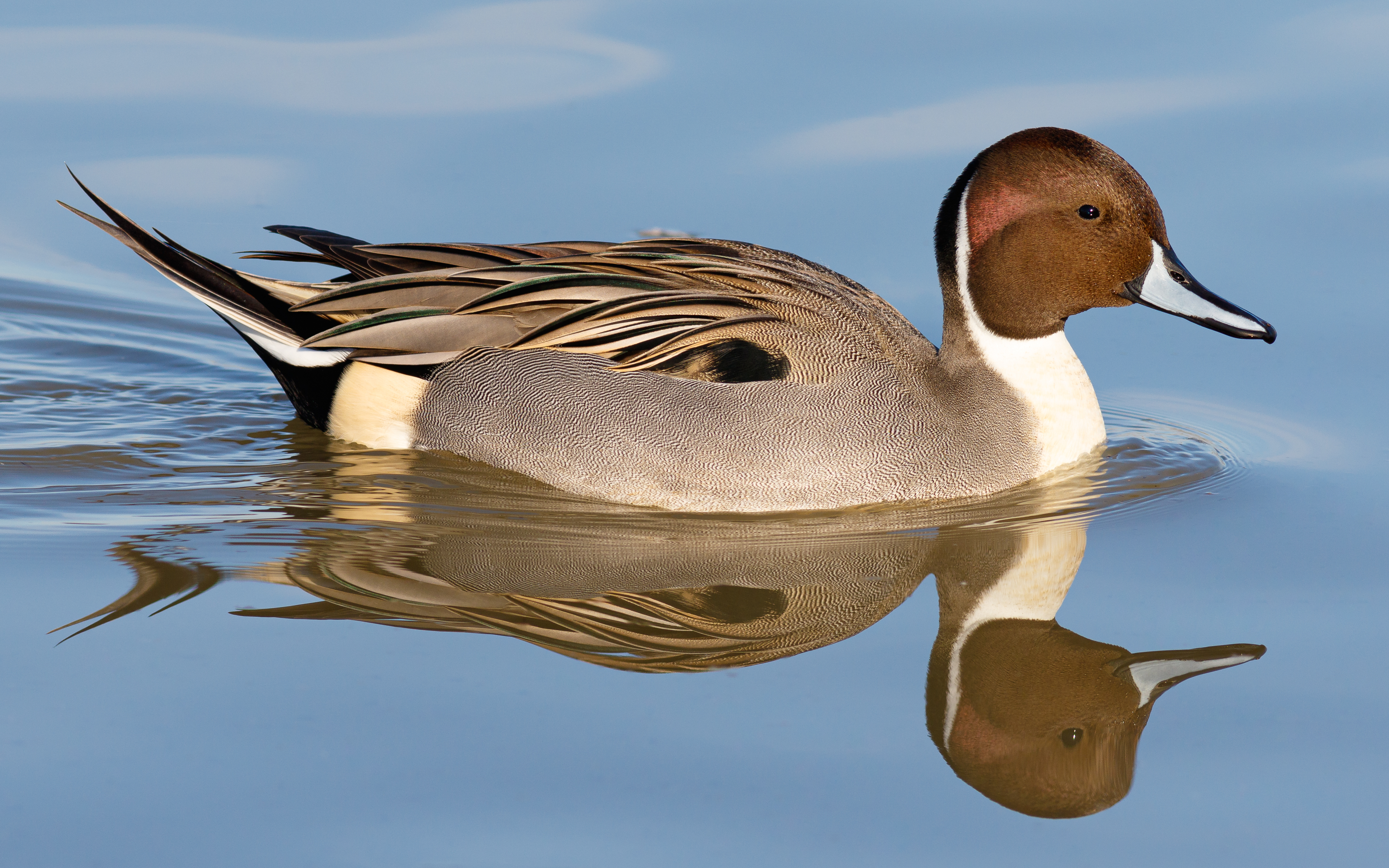 Male northern pintail at Llano