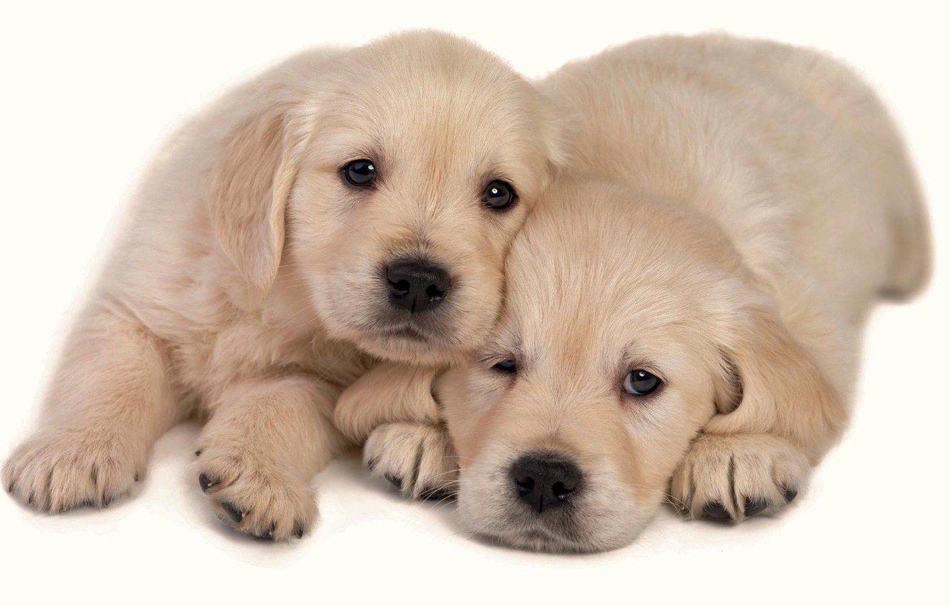 Wallpaper Dogs, Animals, Two Puppies image for desktop, section собаки