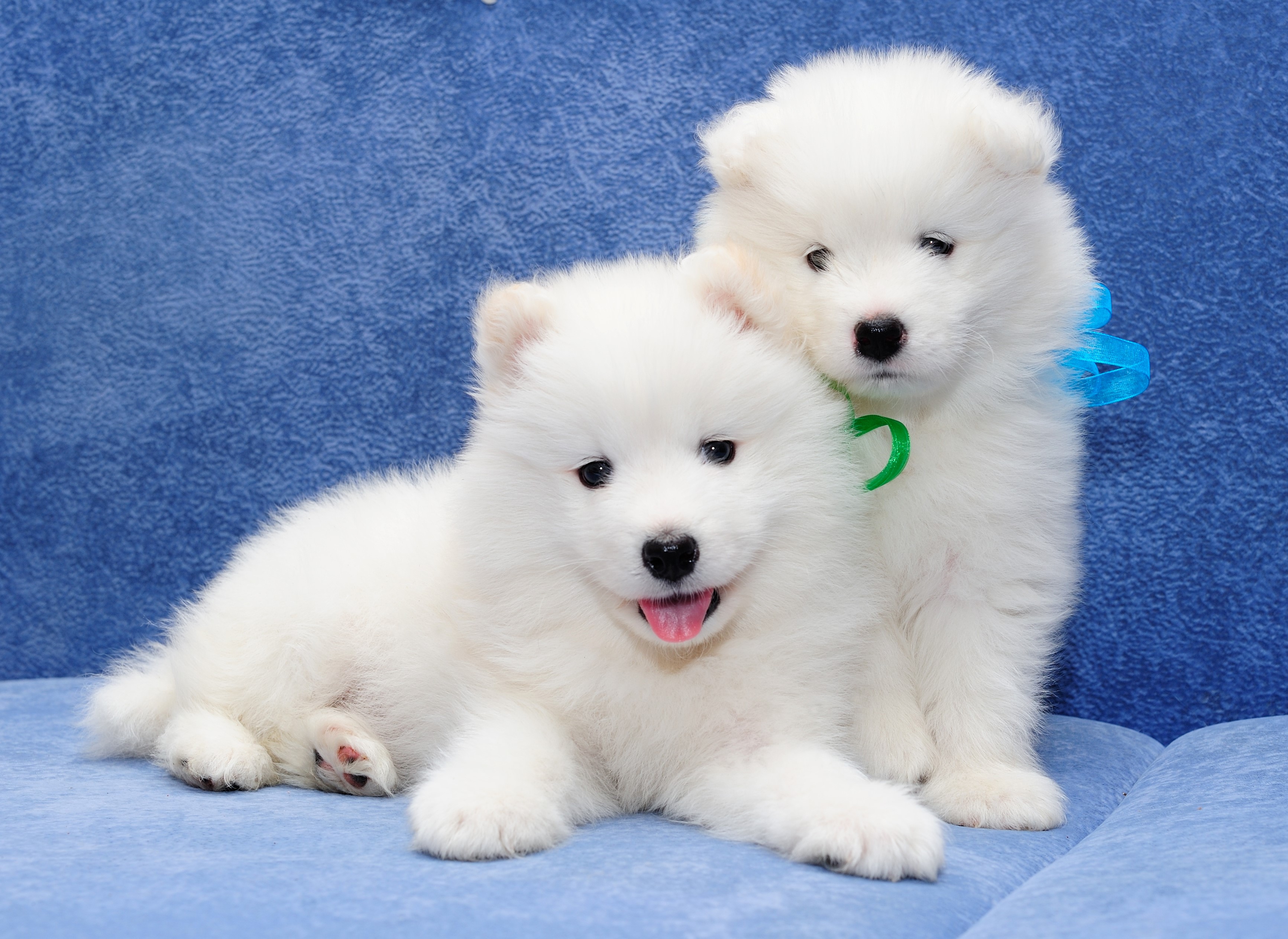 Dogs, Two, Puppy, White, Samoyed dog Gallery HD Wallpaper