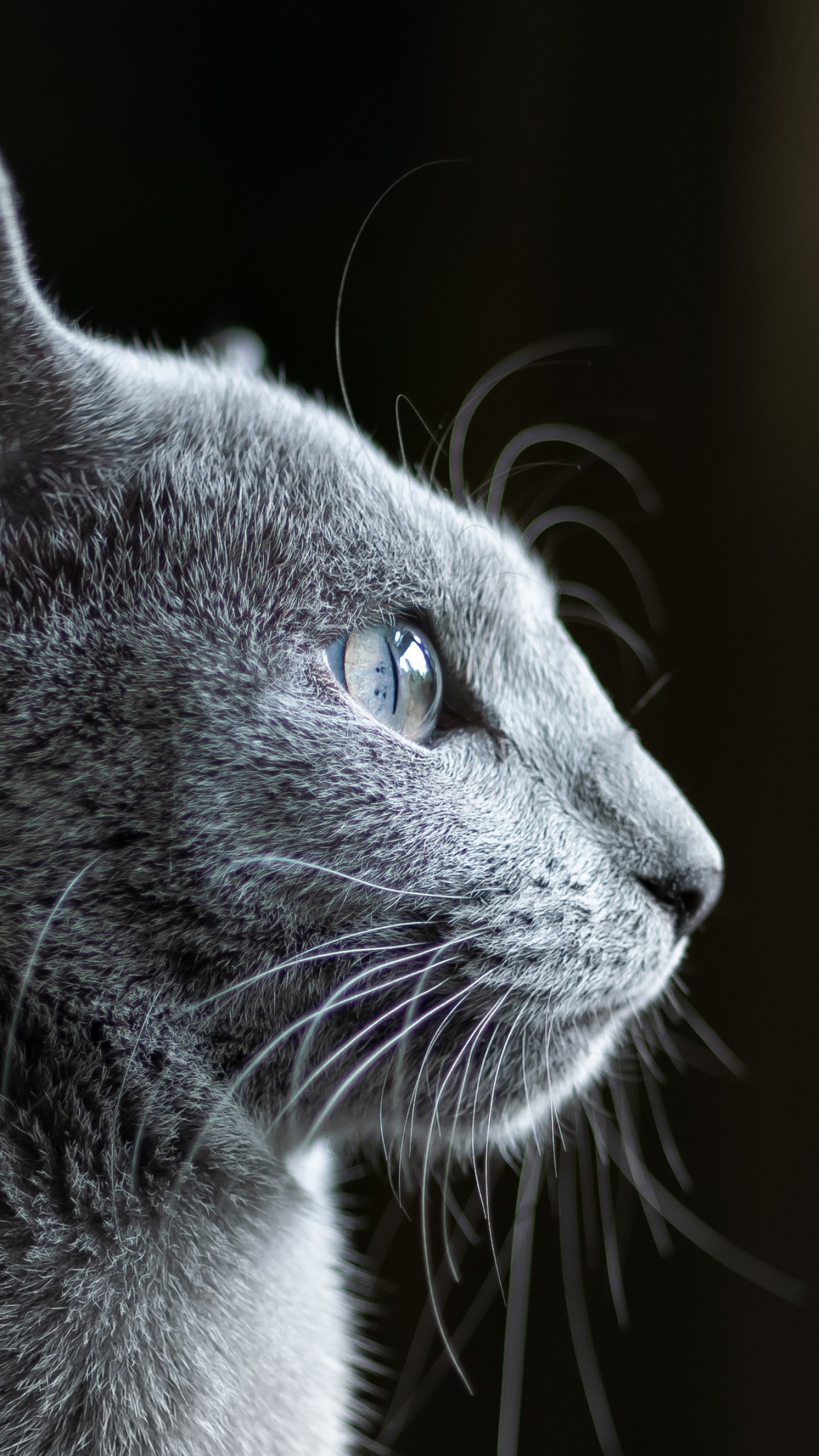Wallpaper cat, grey, 4K, Animals