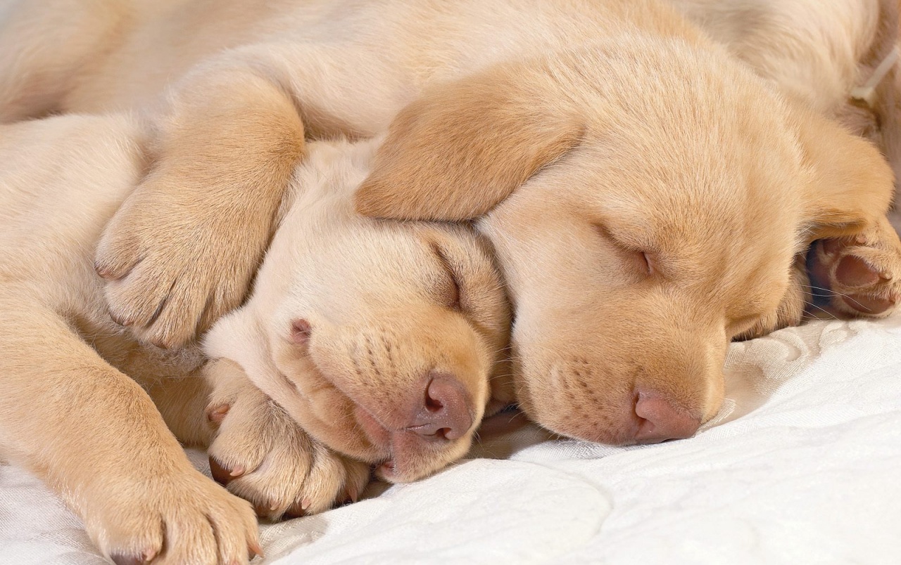 Sleeping puppies wallpaper. Sleeping puppies