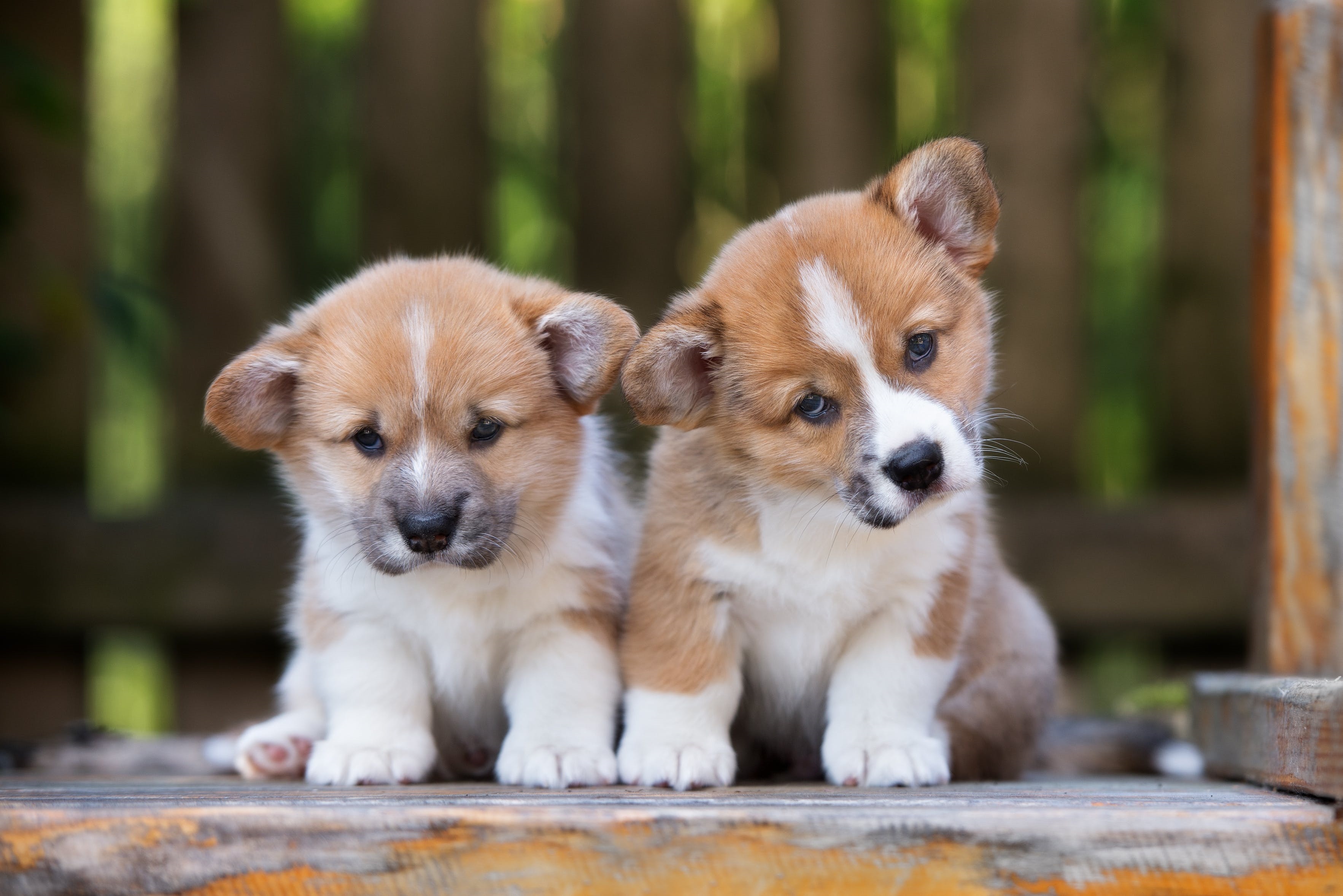 Inquisitive Corgi Pups