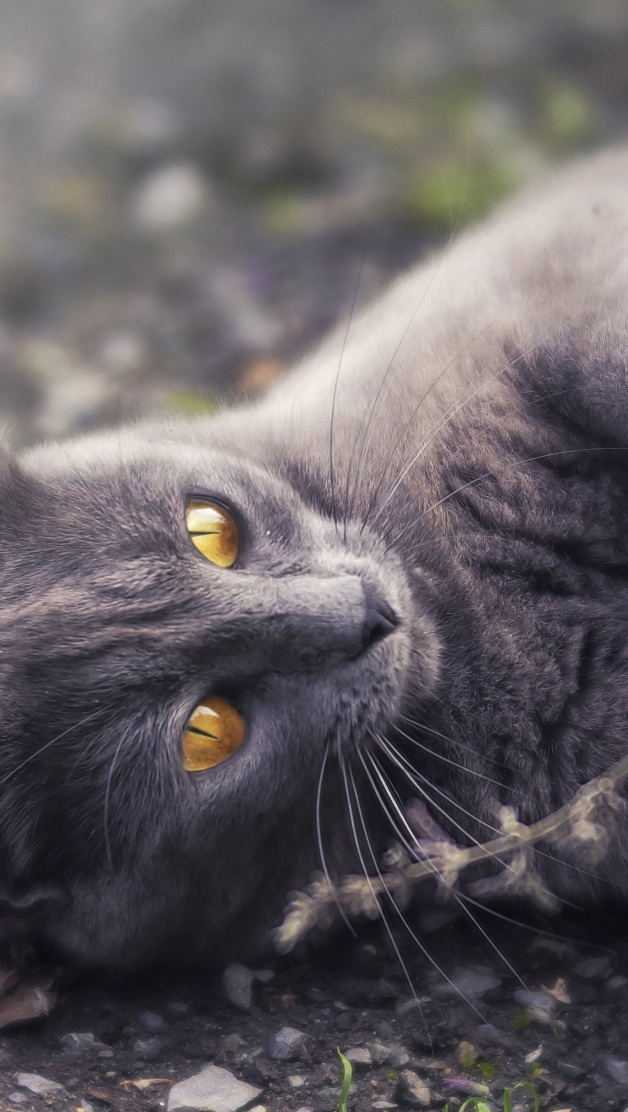 Grey cat Wallpaper 4k Ultra HD