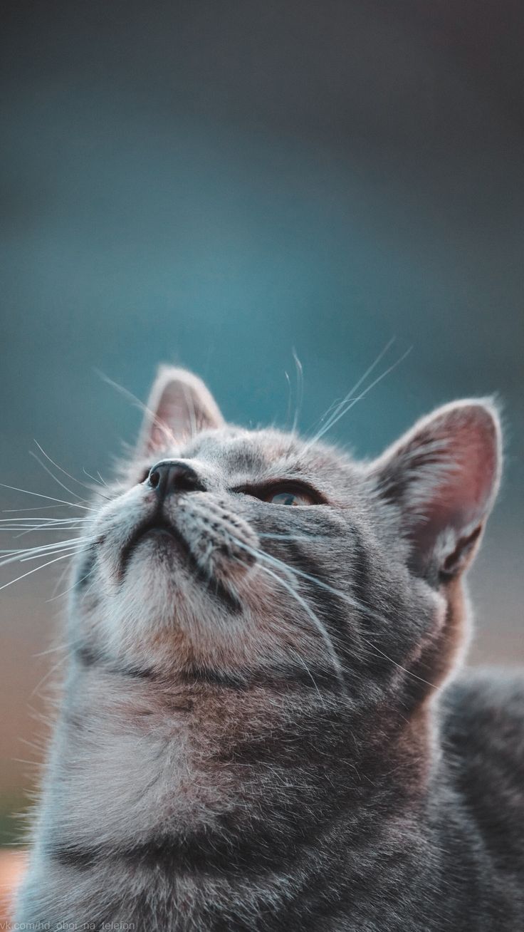 Cat wallpaper for phone. Sevimli hayvan yavruları, Hayvan, Hayvan yavruları