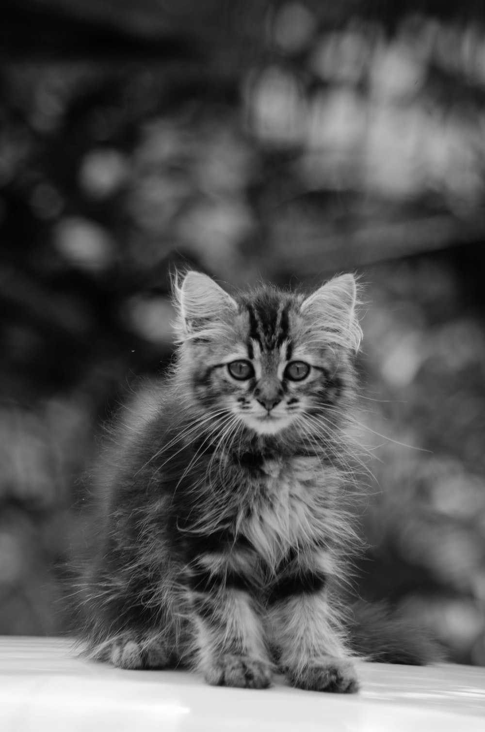 grayscale photo of tabby cat photo