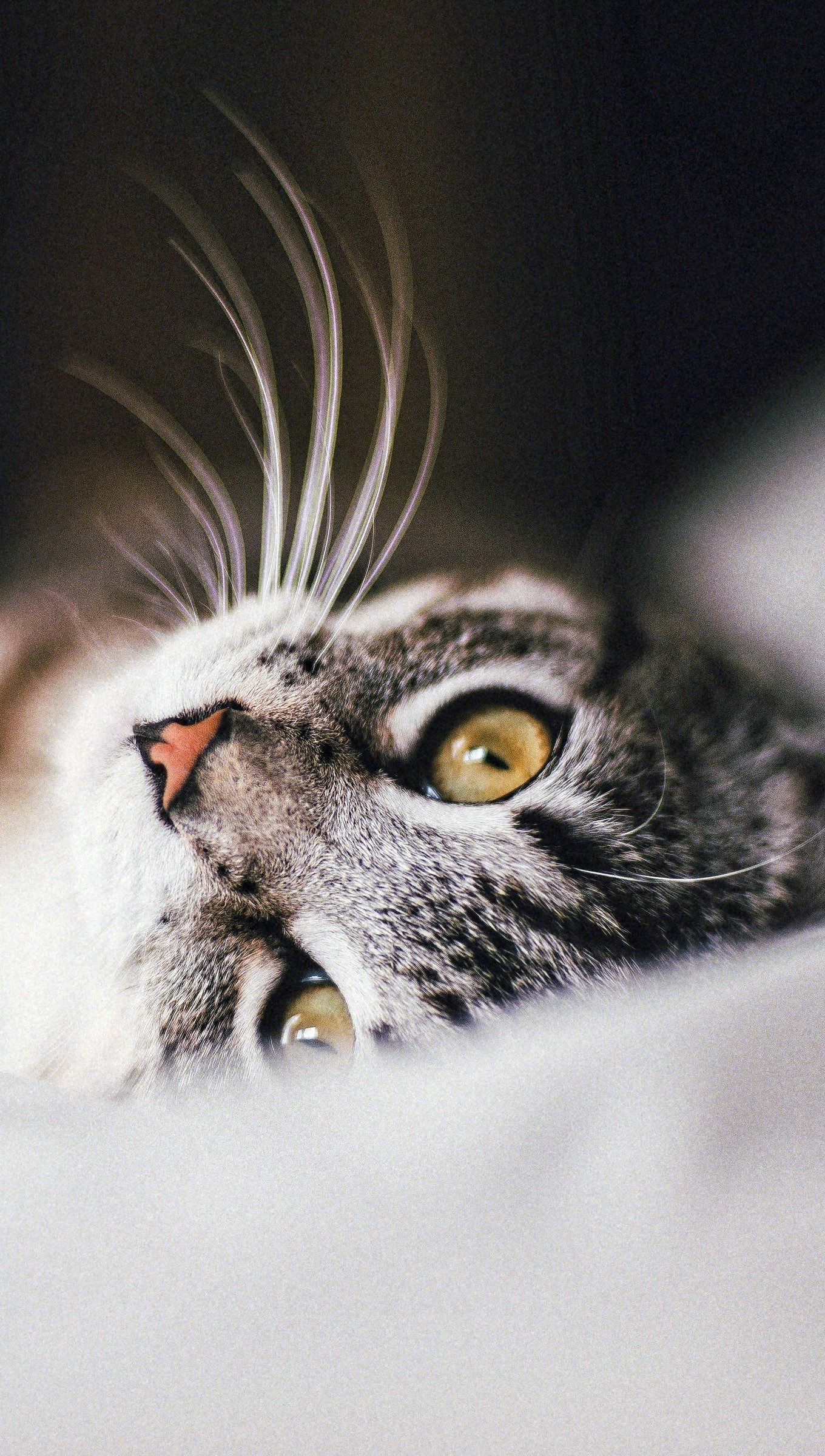 Cat in bed Wallpaper 4k Ultra HD