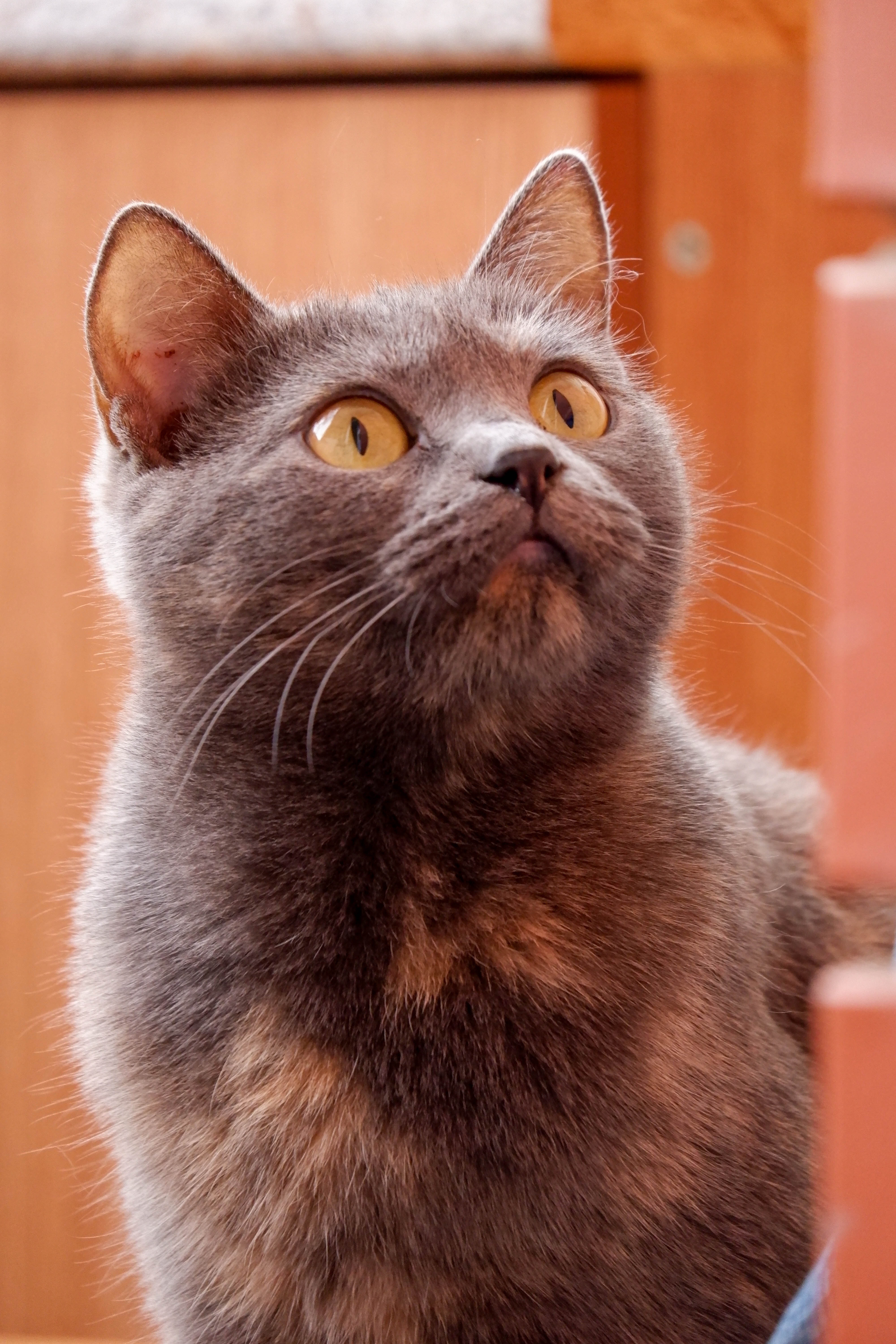 Close Up Photo of a Cat · Free