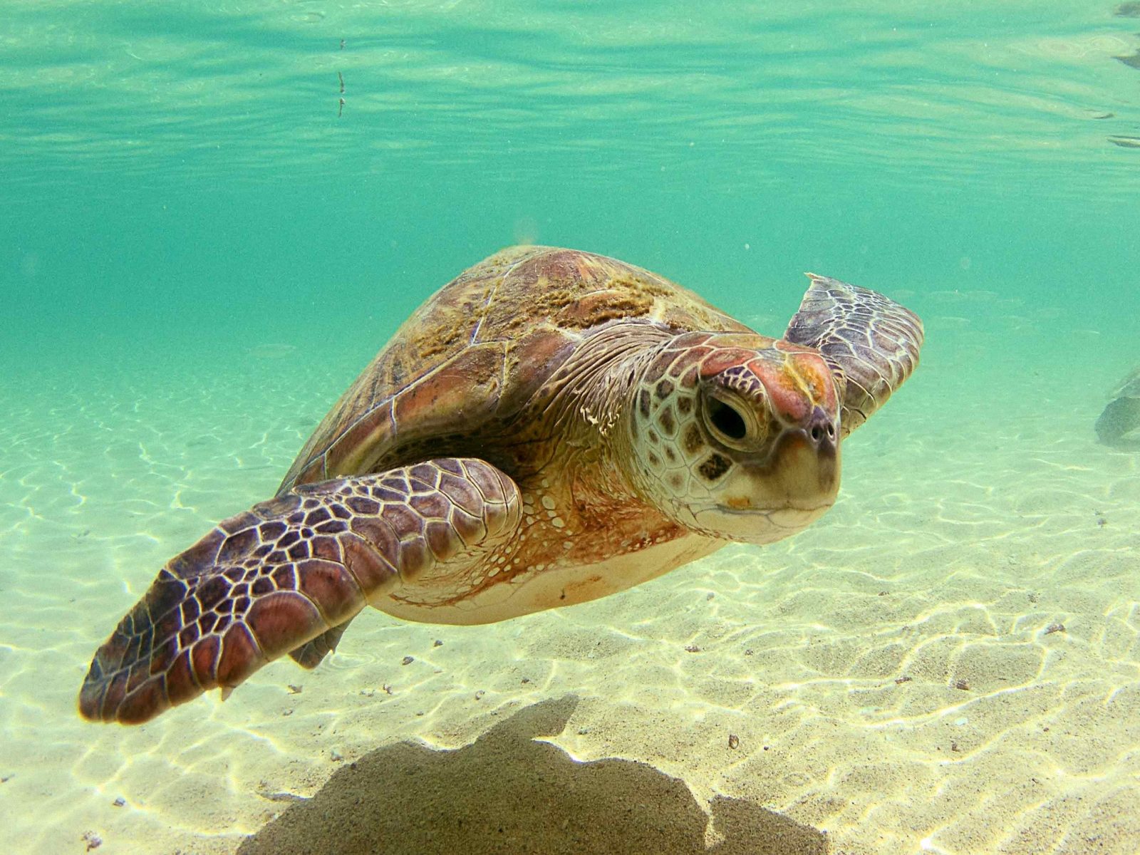 Free Sea Turtle Wallpaper Background